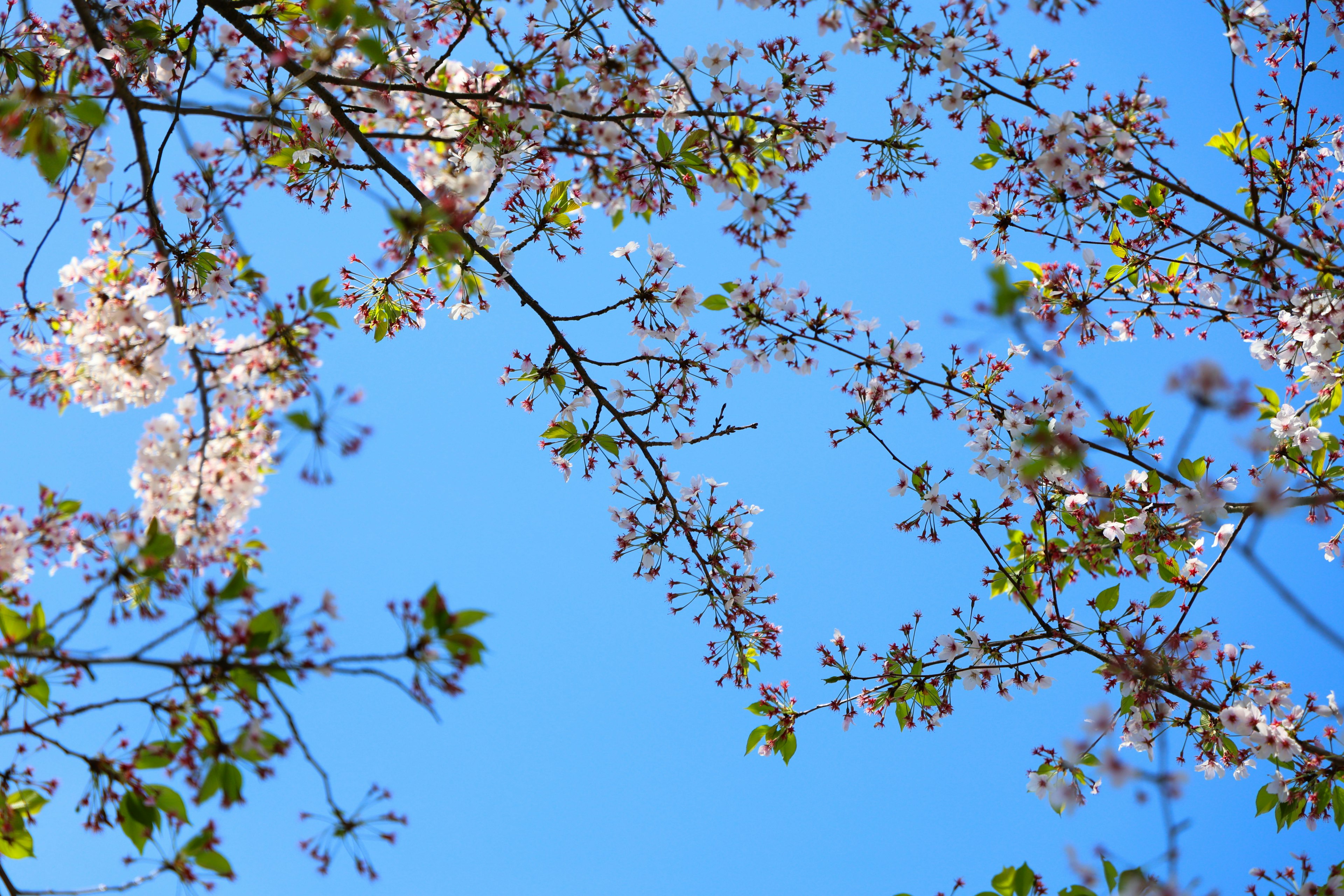 Cherry blossoms and fresh green leaves against a blue sky