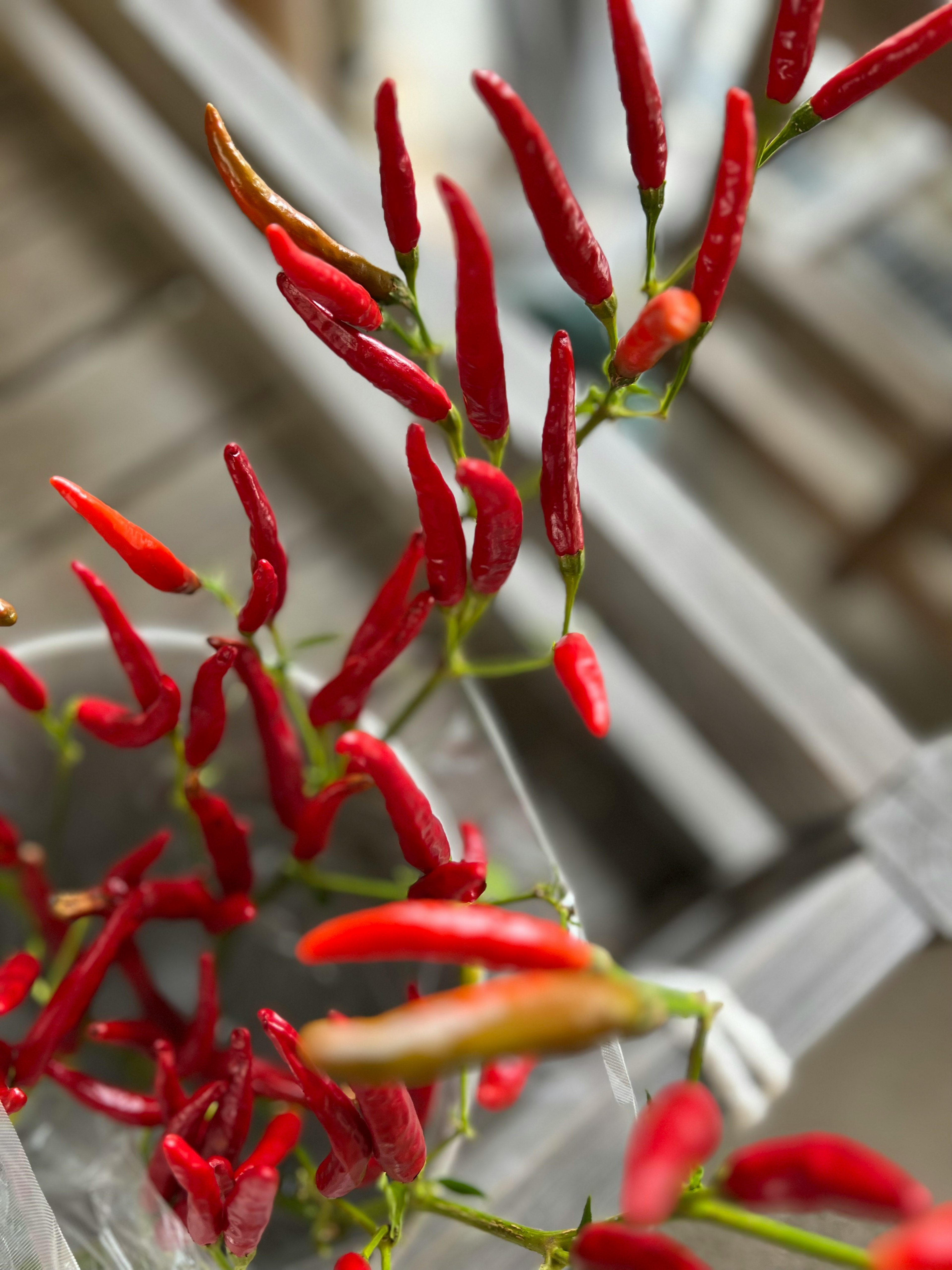 Ein Cluster lebhafter roter Chili-Paprika, die elegant hängen