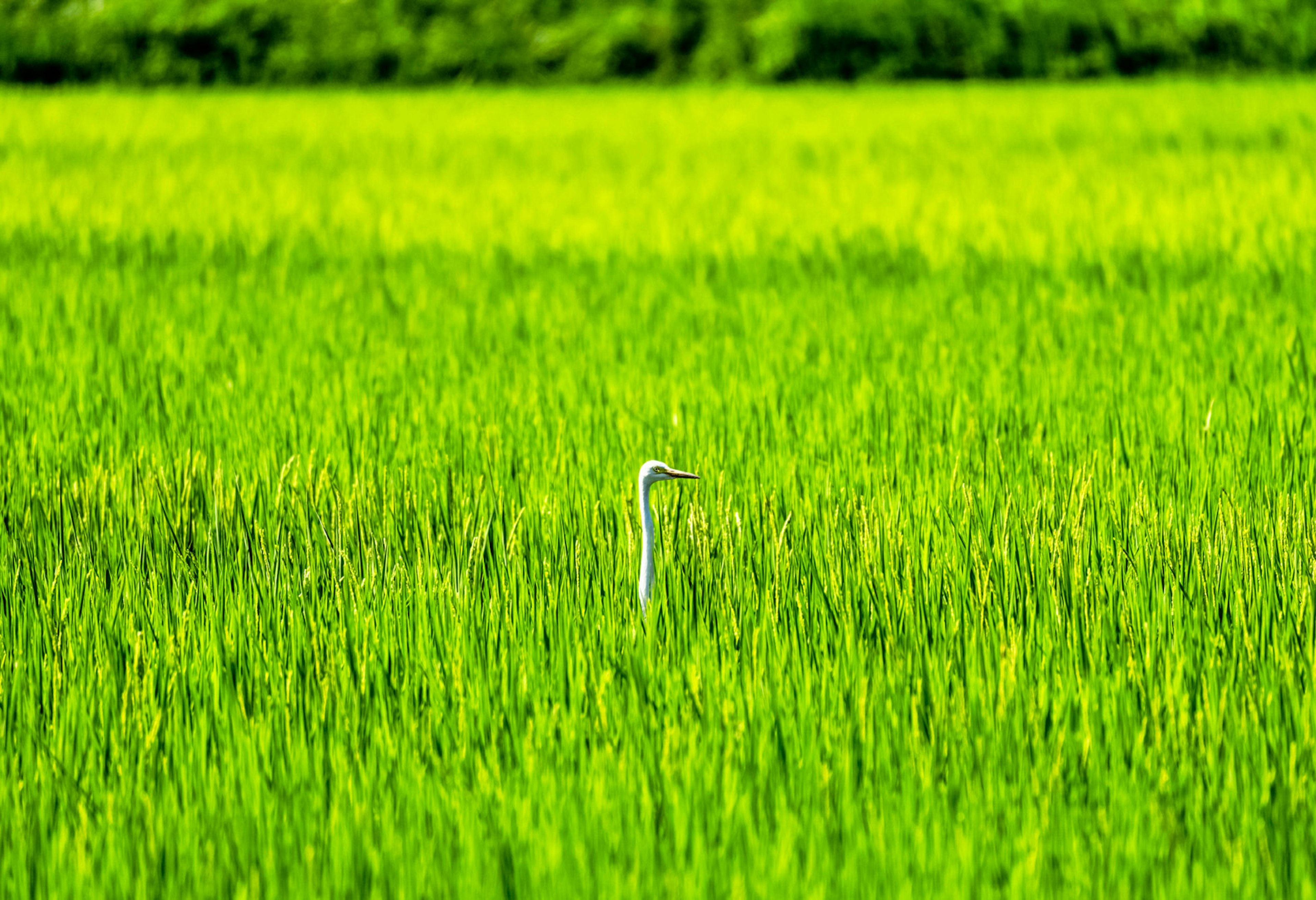 Una garza blanca de pie en un campo de arroz verde