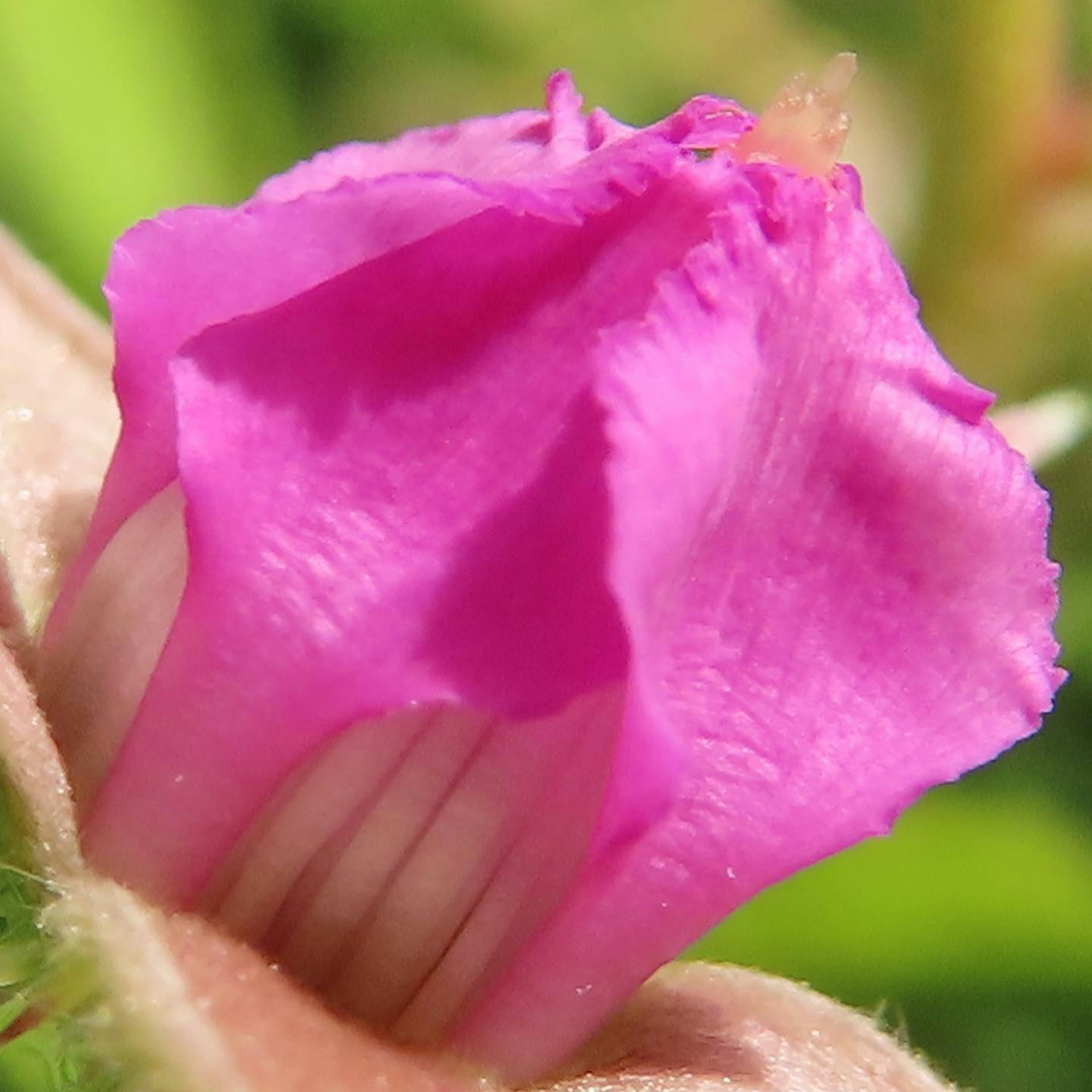 鮮やかなピンクの花のクローズアップ、柔らかい花びらと印象的な形状