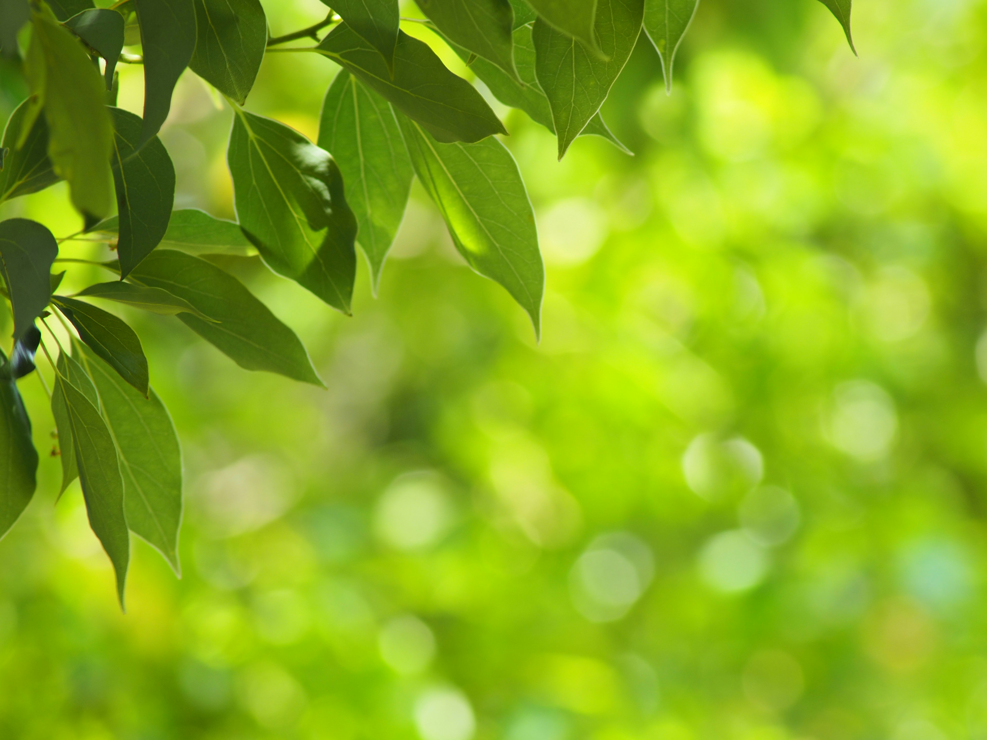 Acercamiento de hojas verdes con fondo verde borroso