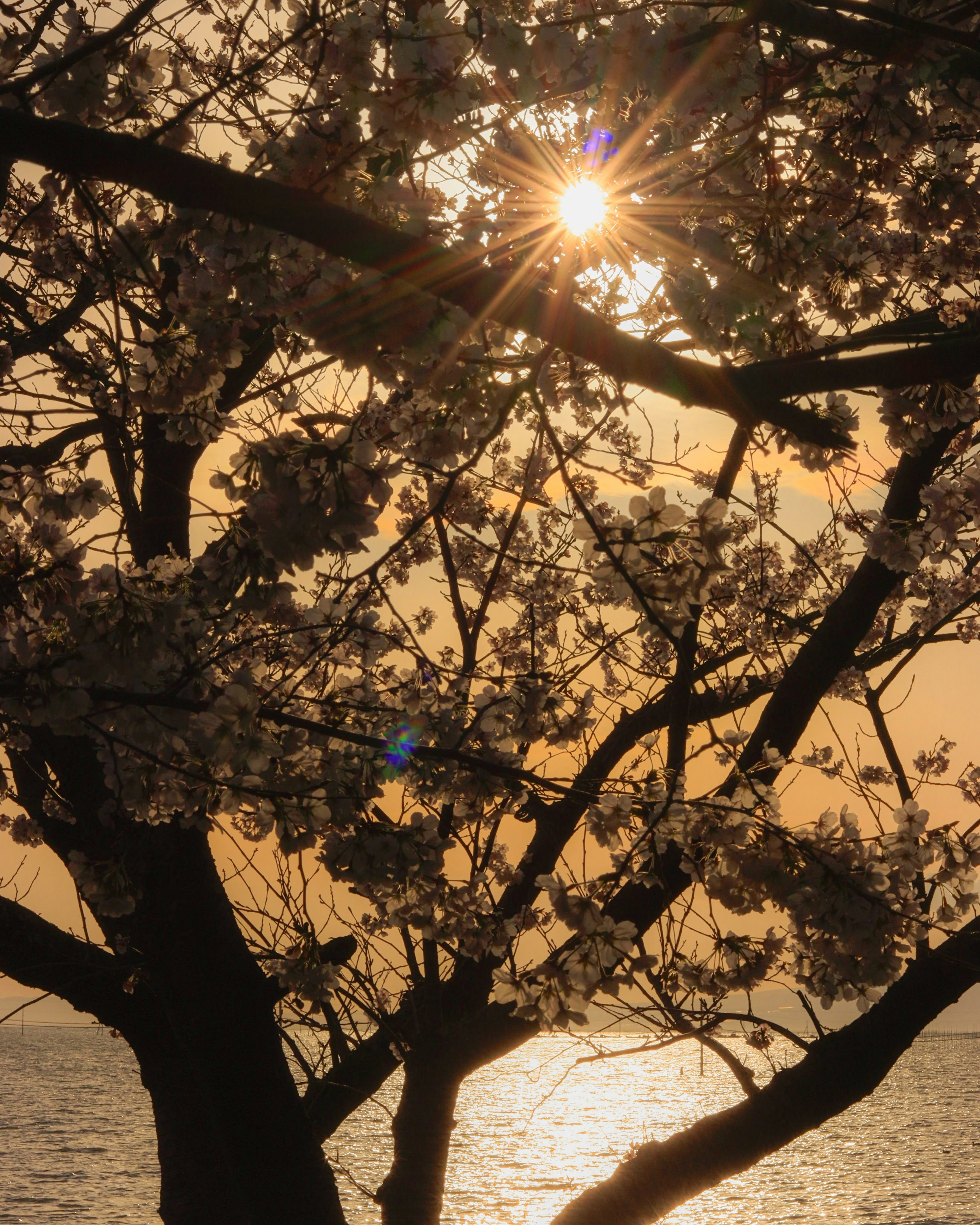 Silhouette of cherry blossom tree against sunset and ocean