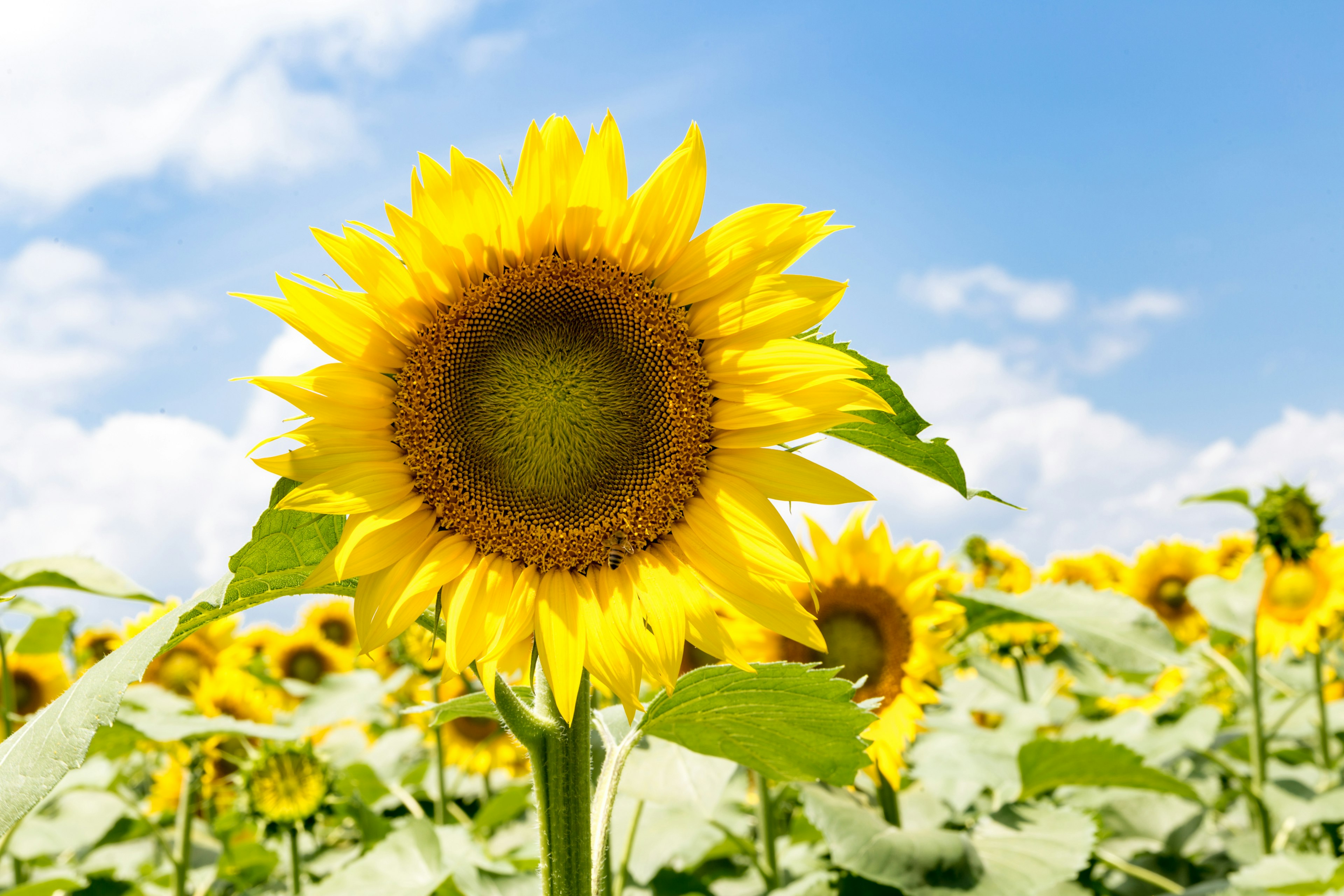 Girasole vibrante che fiorisce sotto il cielo blu