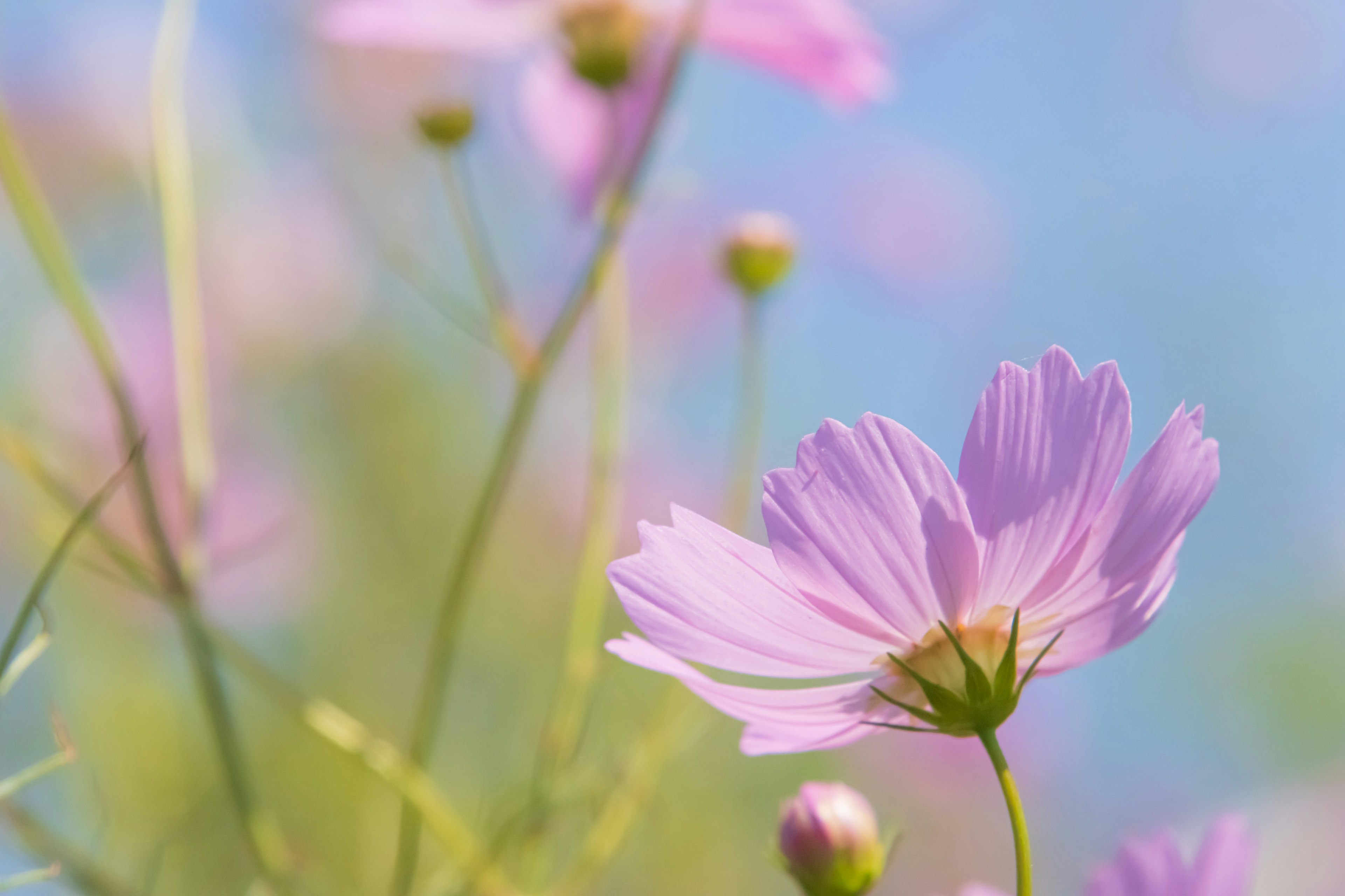 薄紫色の花と青空の背景