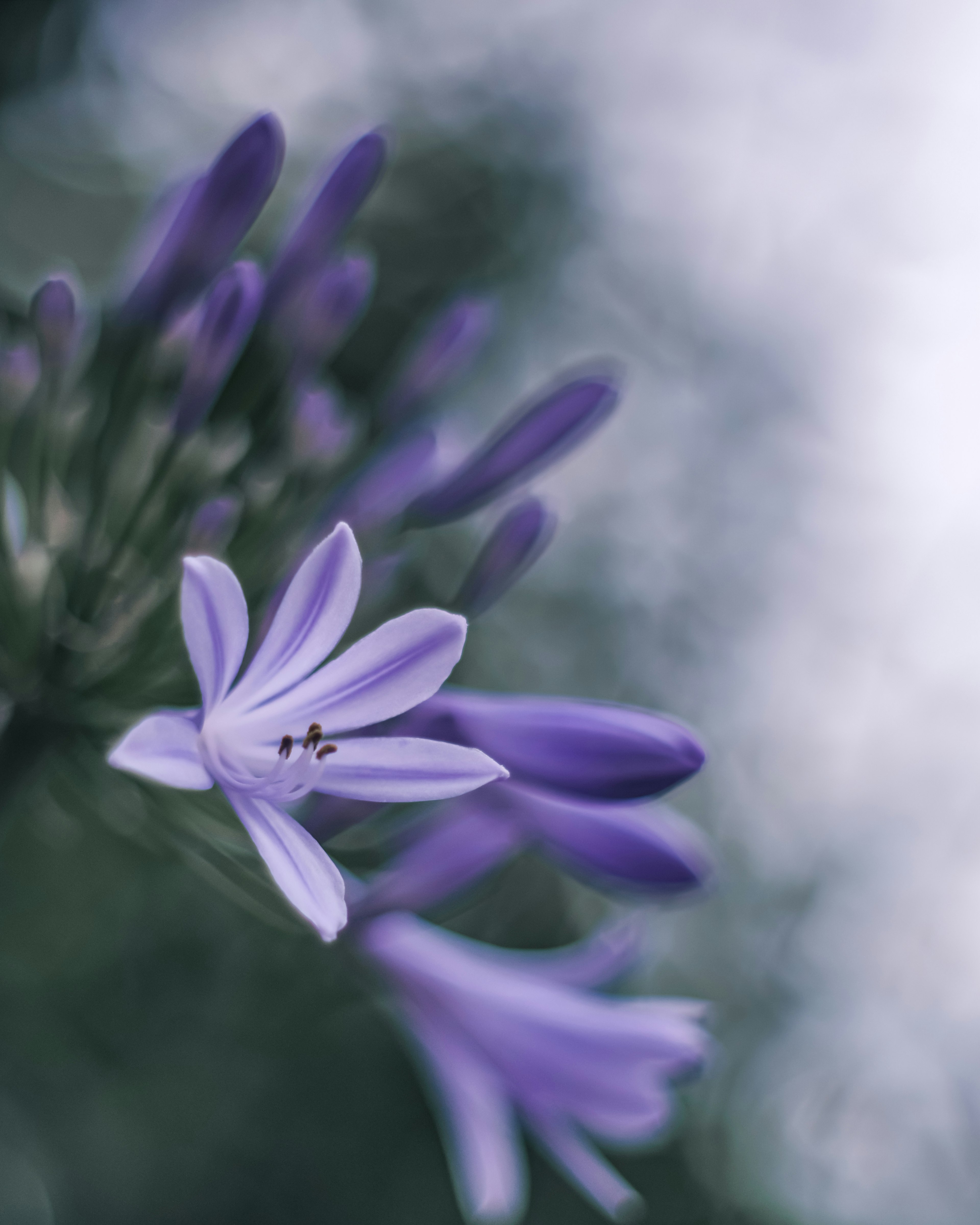 紫色花朵和花蕾的特寫