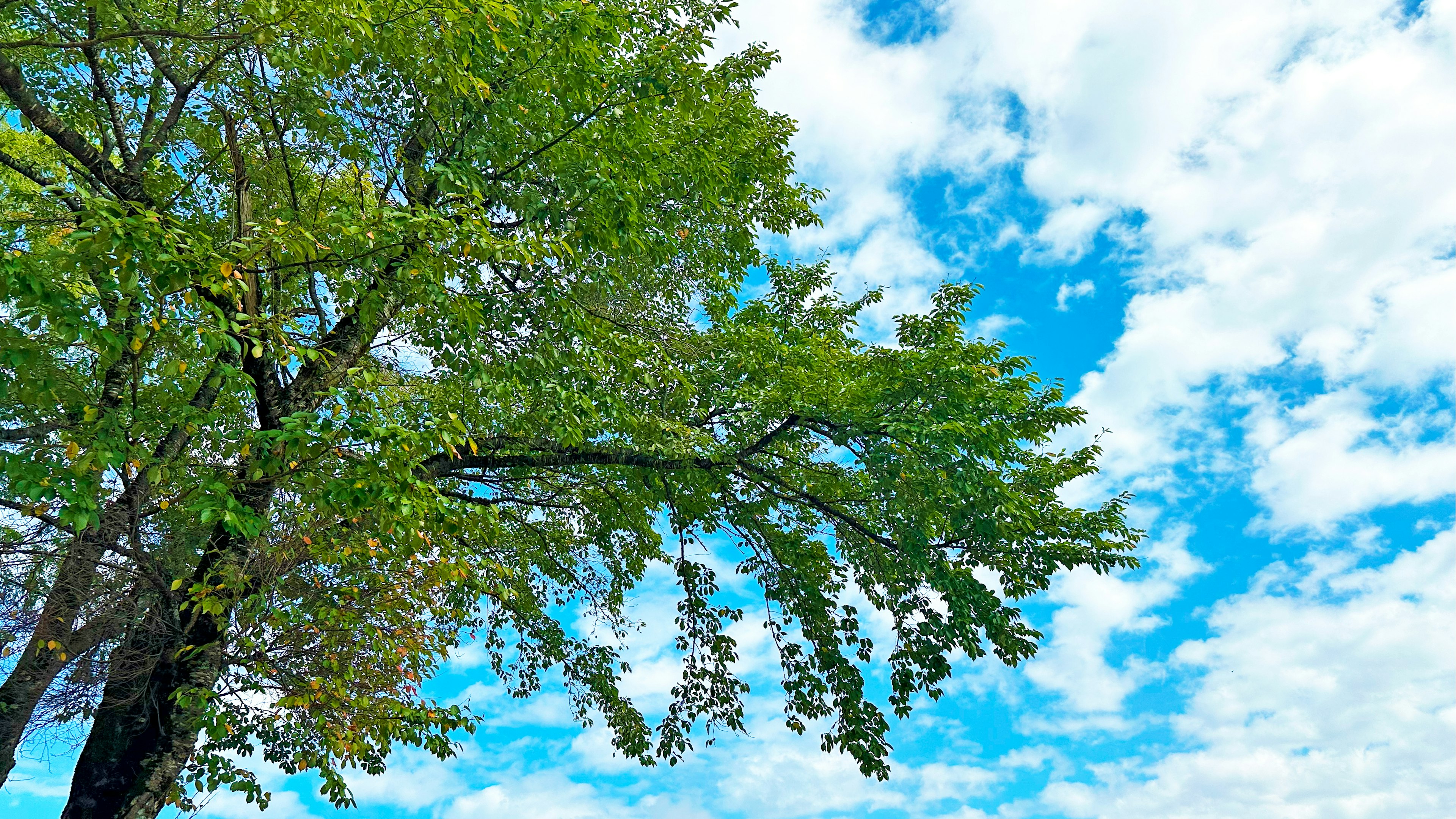 Branches d'arbre avec des feuilles vertes sous un ciel bleu