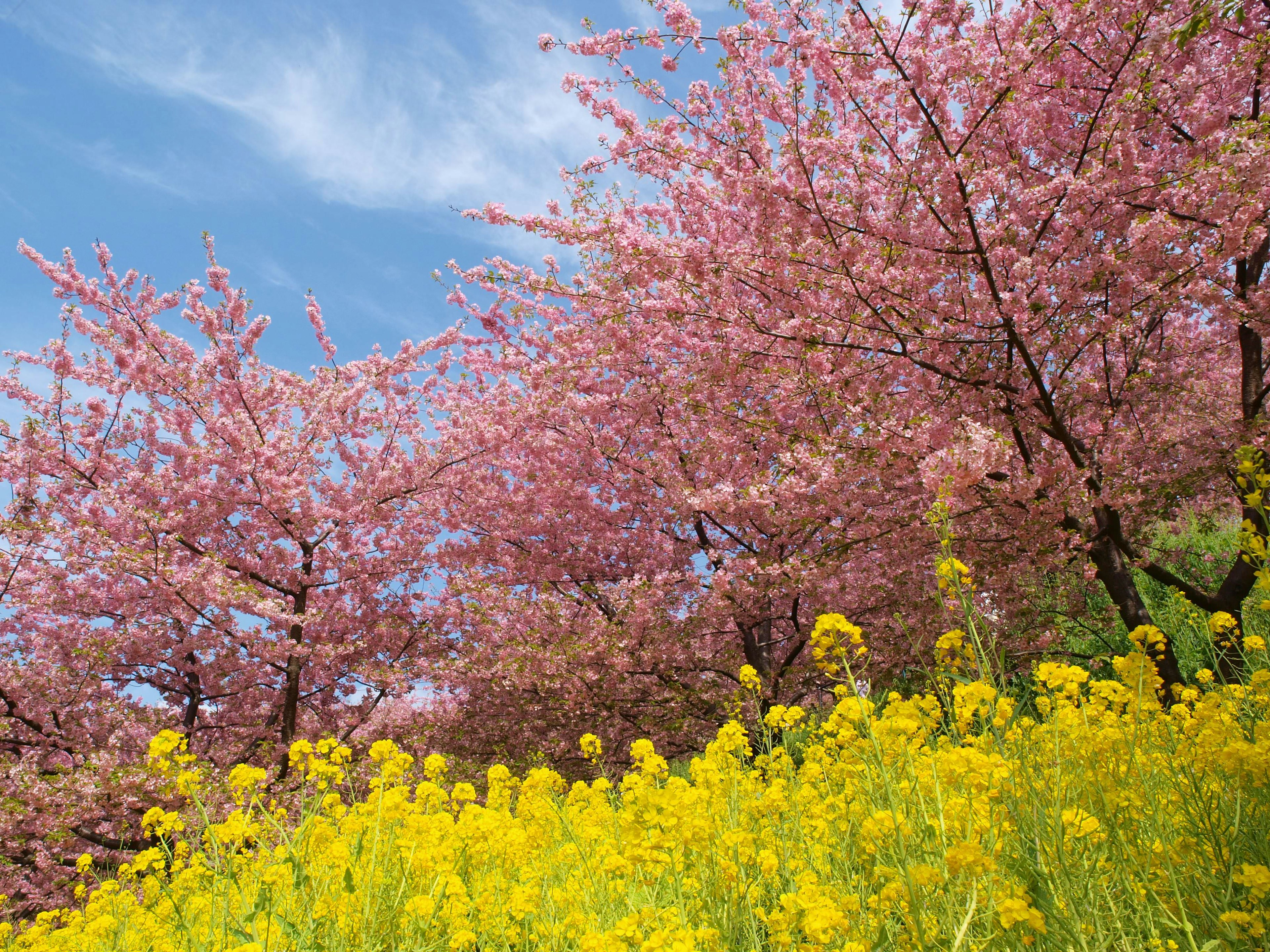 ทิวทัศน์ที่สวยงามพร้อมต้นซากุระและดอกเรพซีดสีเหลือง