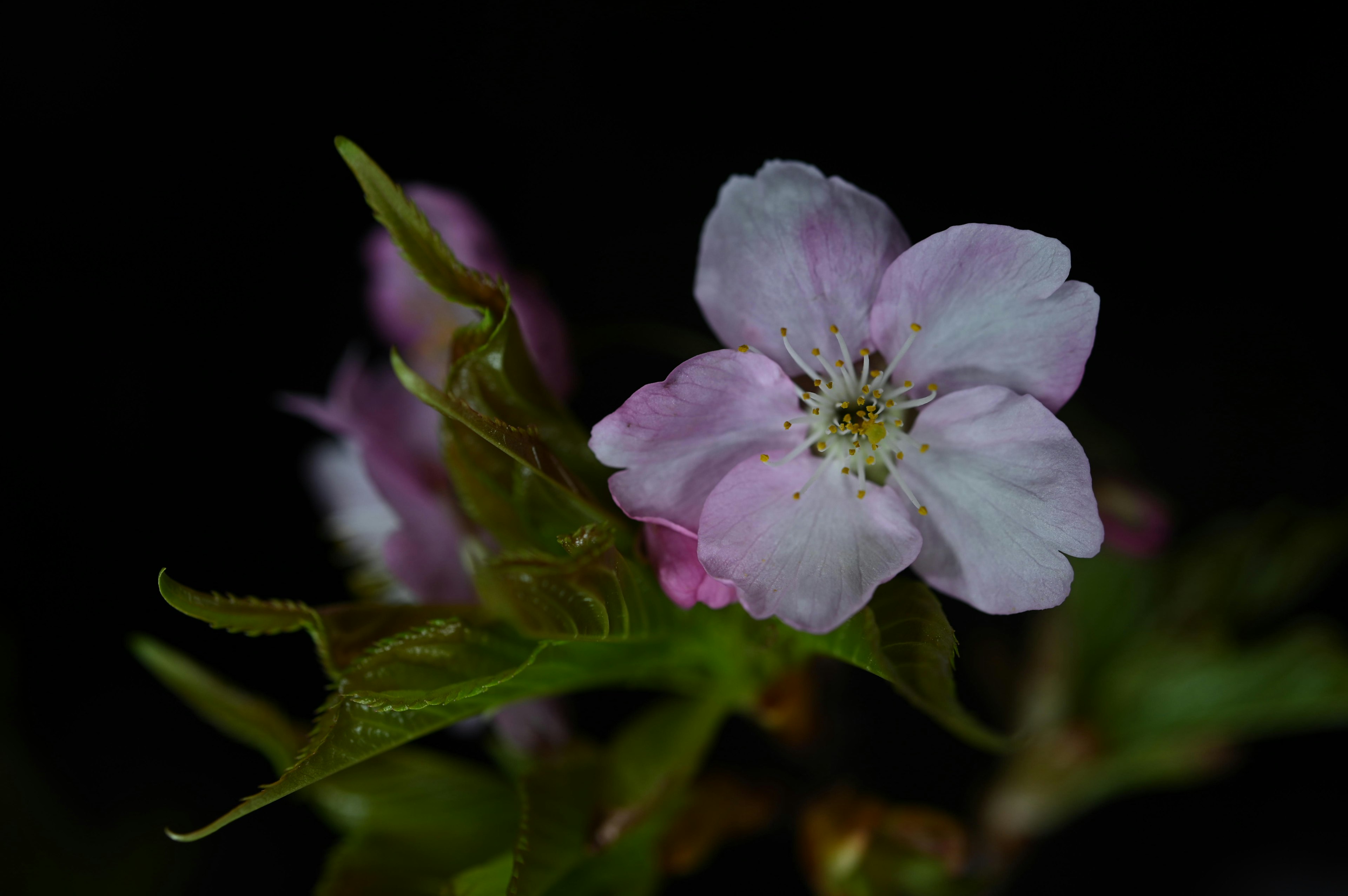 薄紫色の花と緑の葉が特徴的な植物