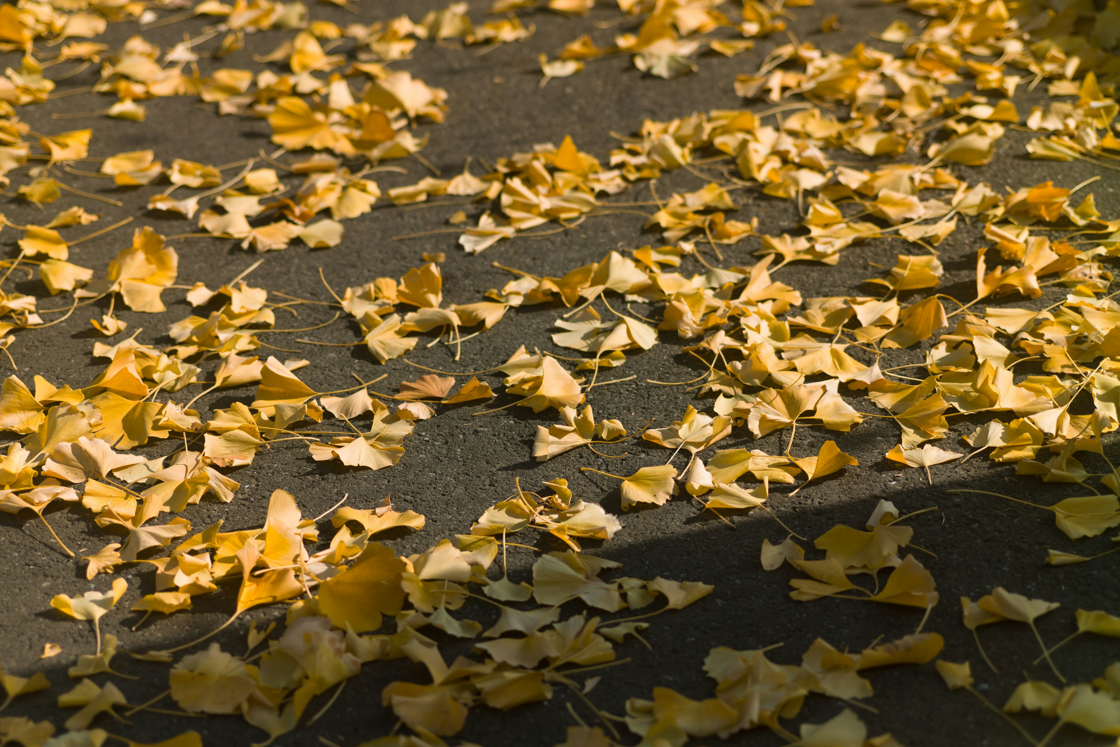 Chemin pavé couvert de feuilles d'automne éparpillées