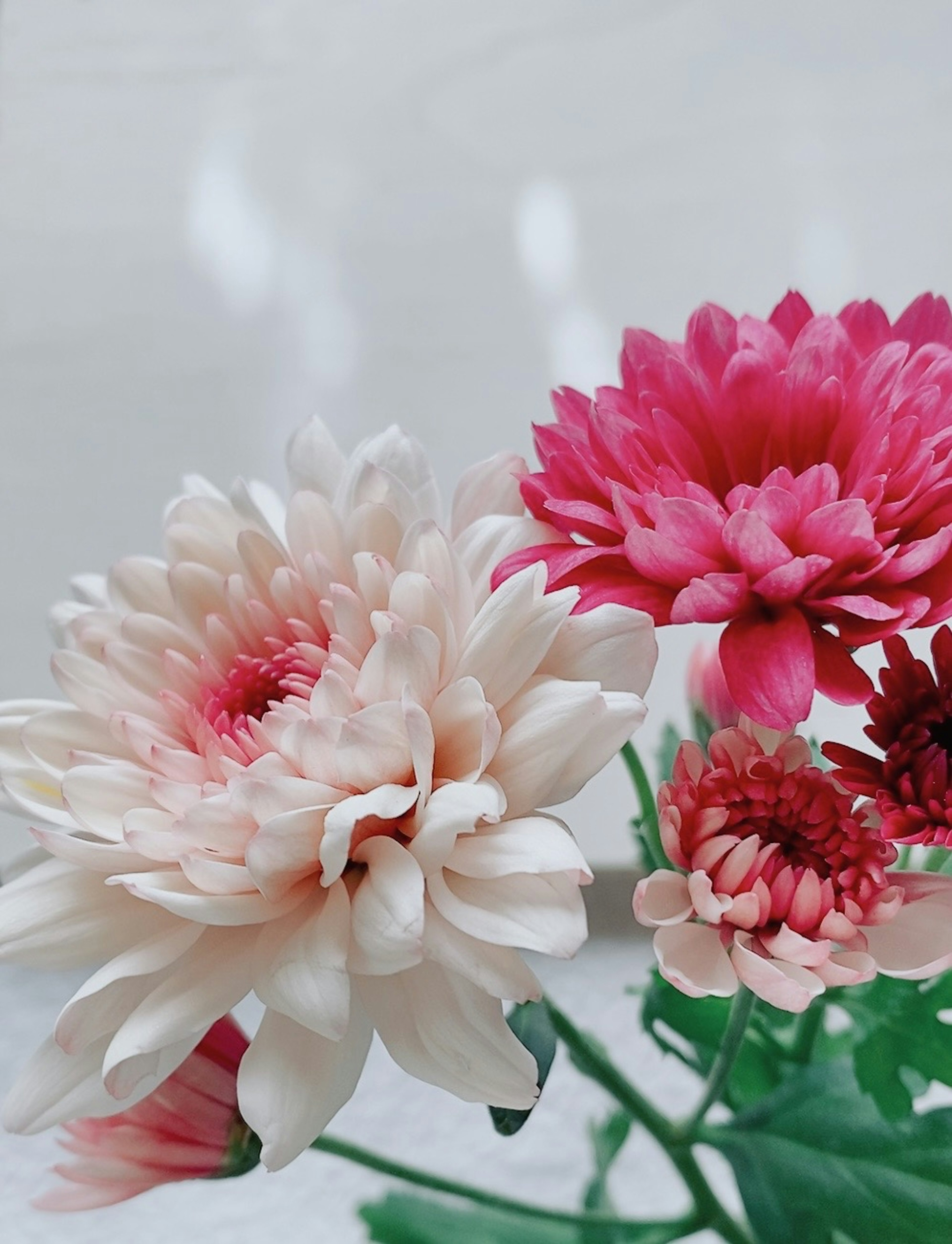 Beautiful arrangement of white and pink flowers in bloom