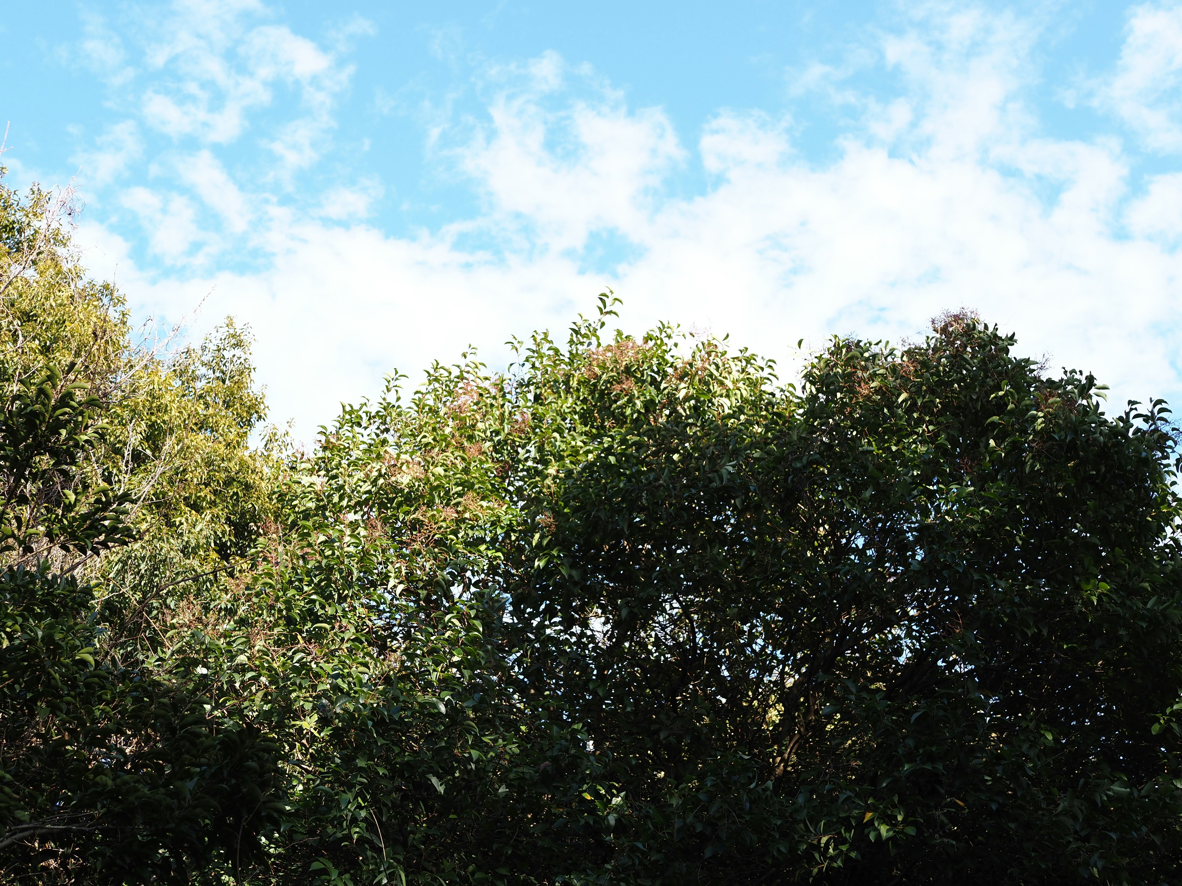 Paesaggio naturale con alberi verdi contro un cielo blu