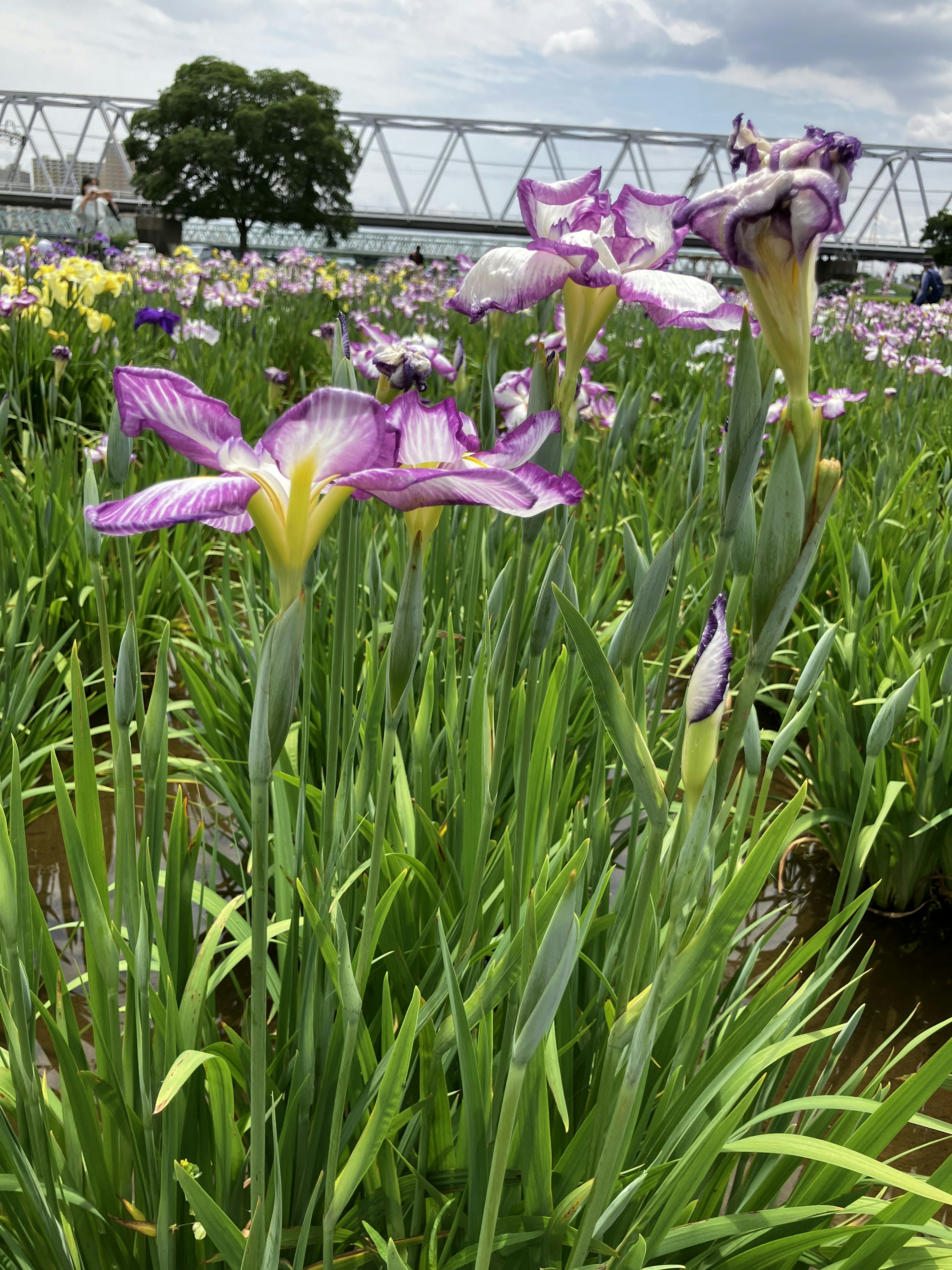 紫色花朵盛开在绿色田野中，背景有一座桥