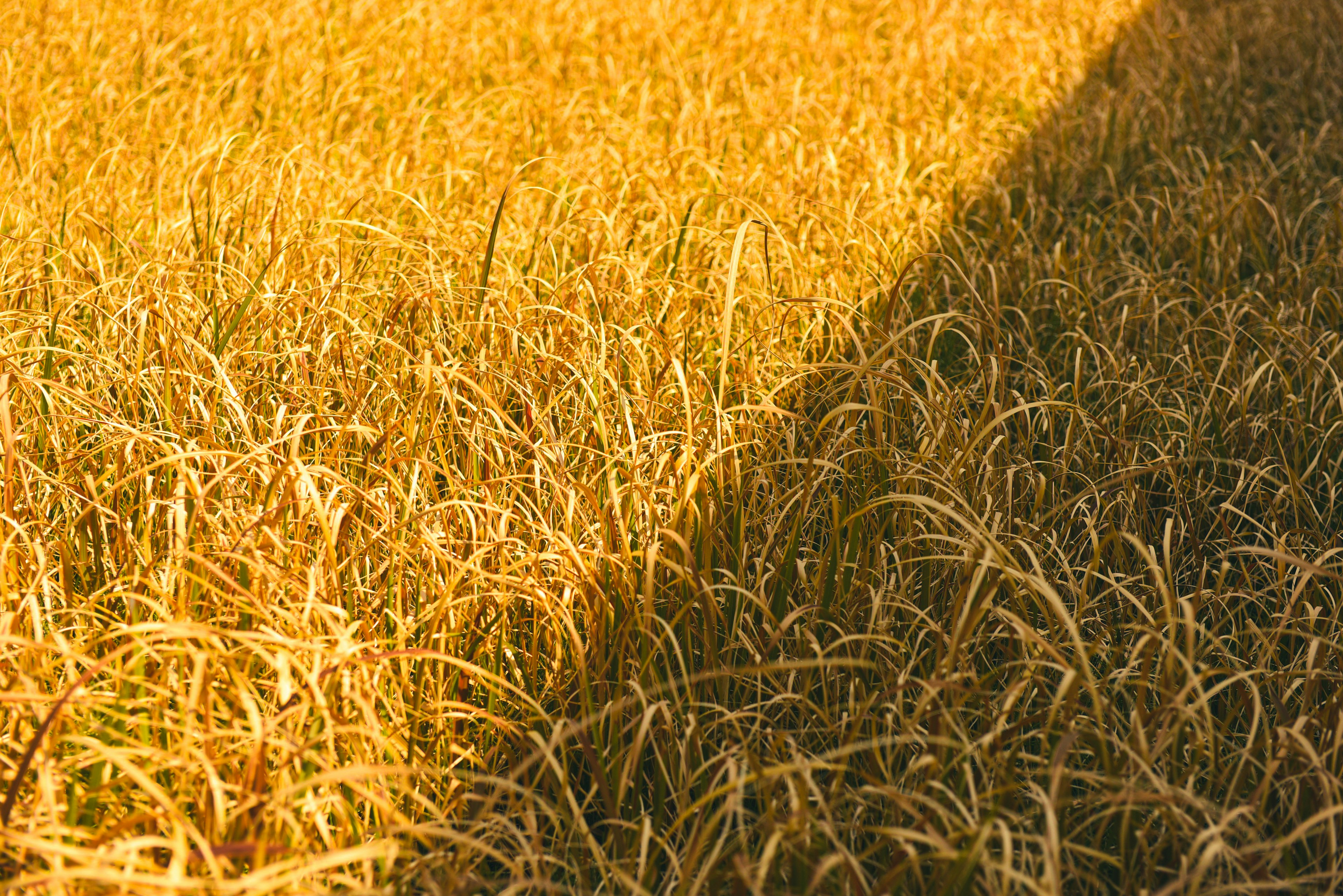 Expansive golden rice field with shadows