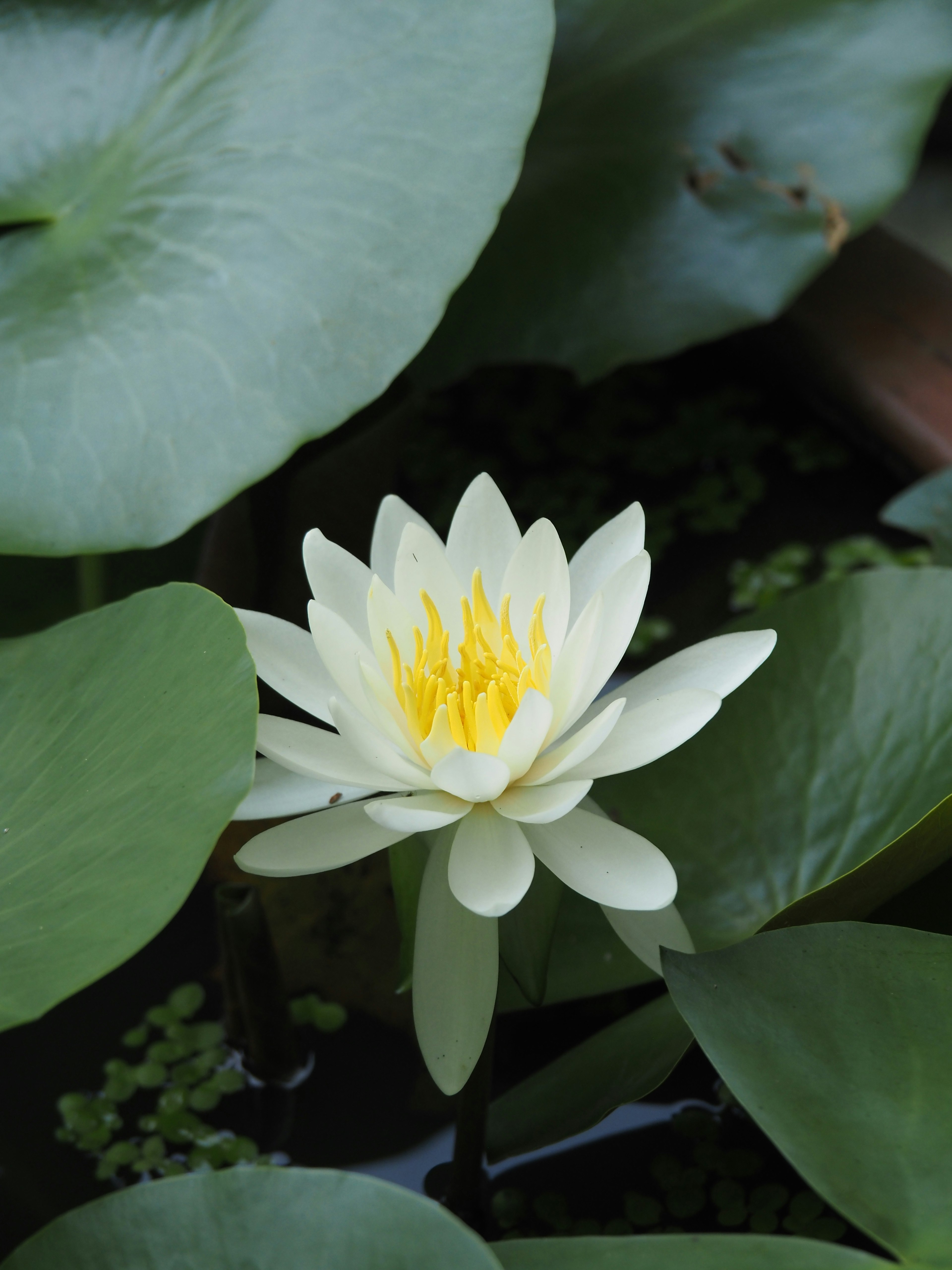 Flor de nenúfar blanco rodeada de hojas verdes