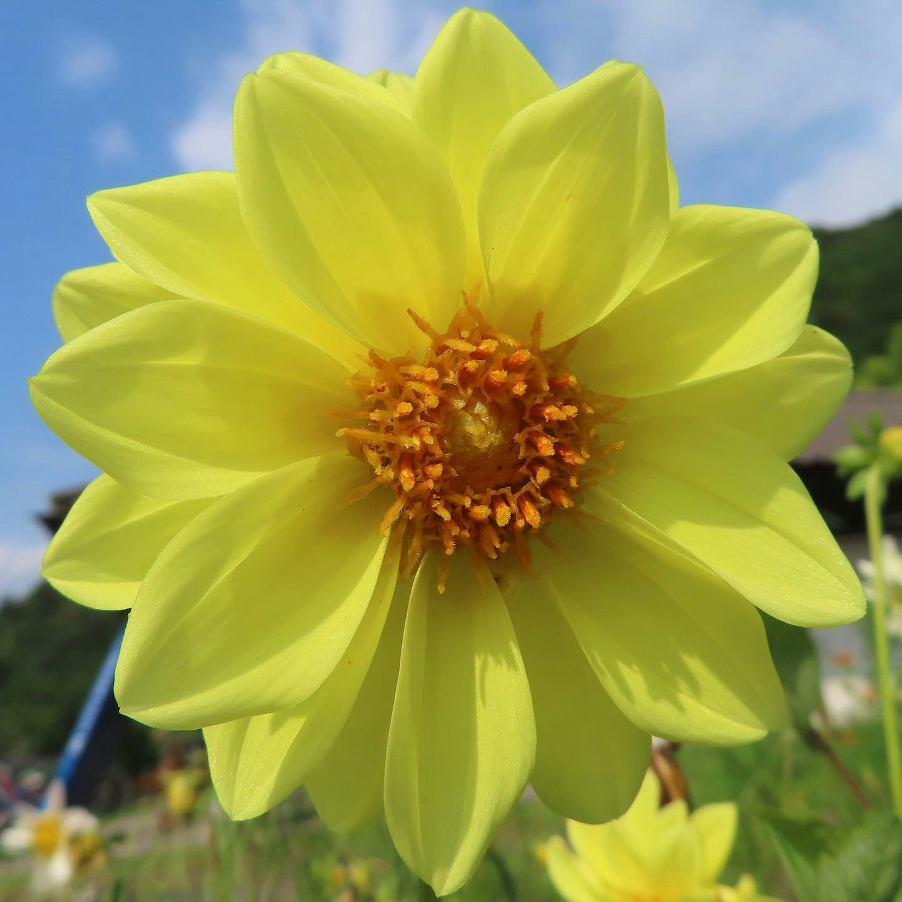 鮮やかな黄色の花が青空の下で咲いている