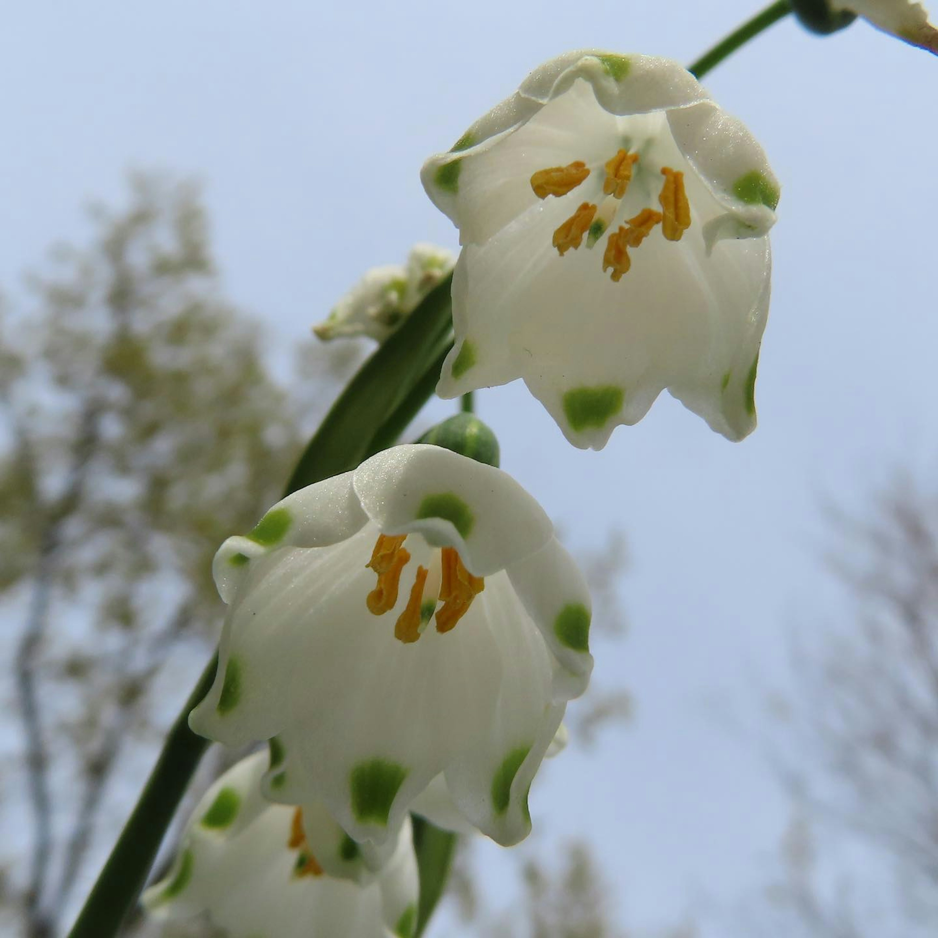 Close-up of white flowers with green tips and orange stamens