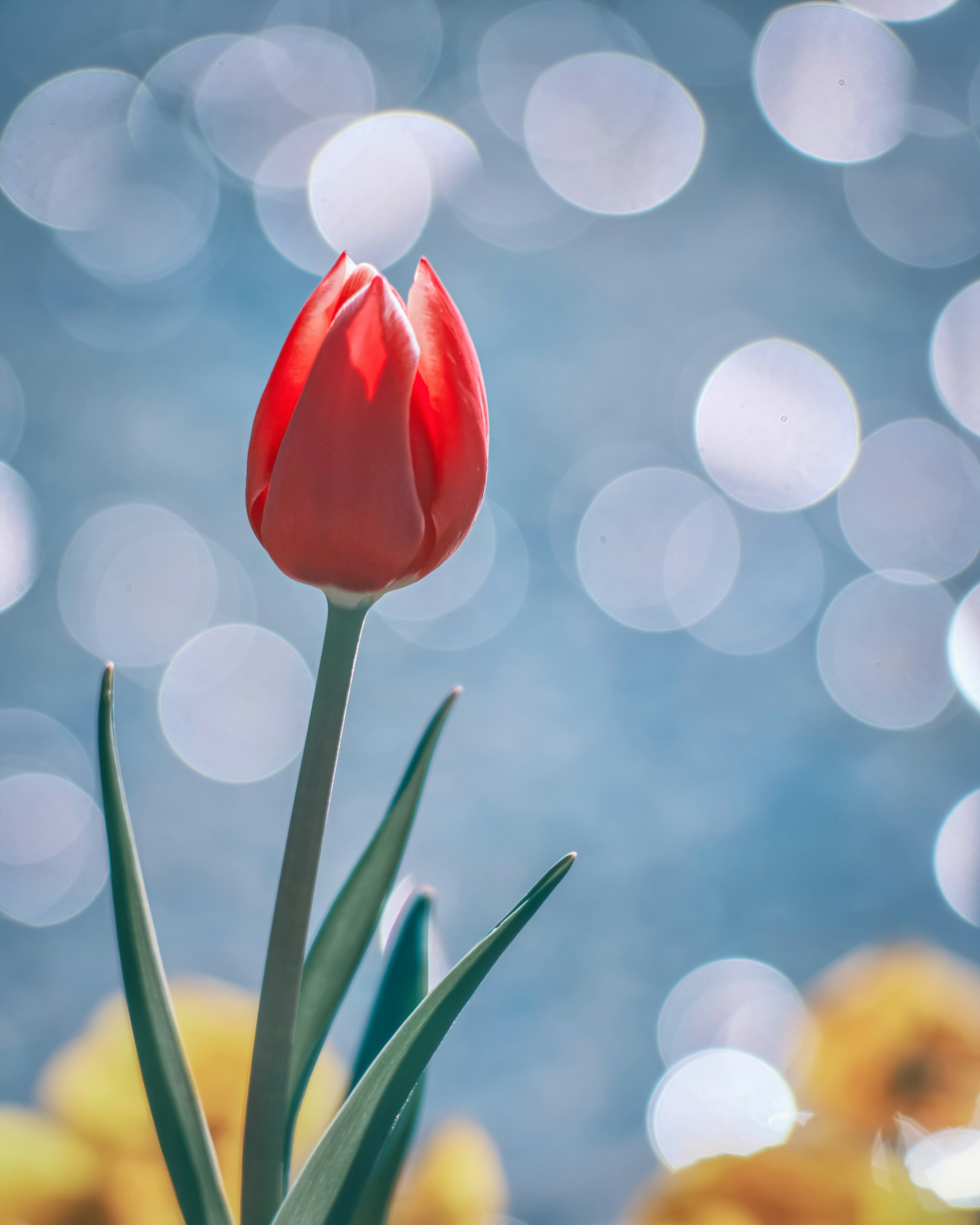 A red tulip blooming against a blue background with bokeh lights