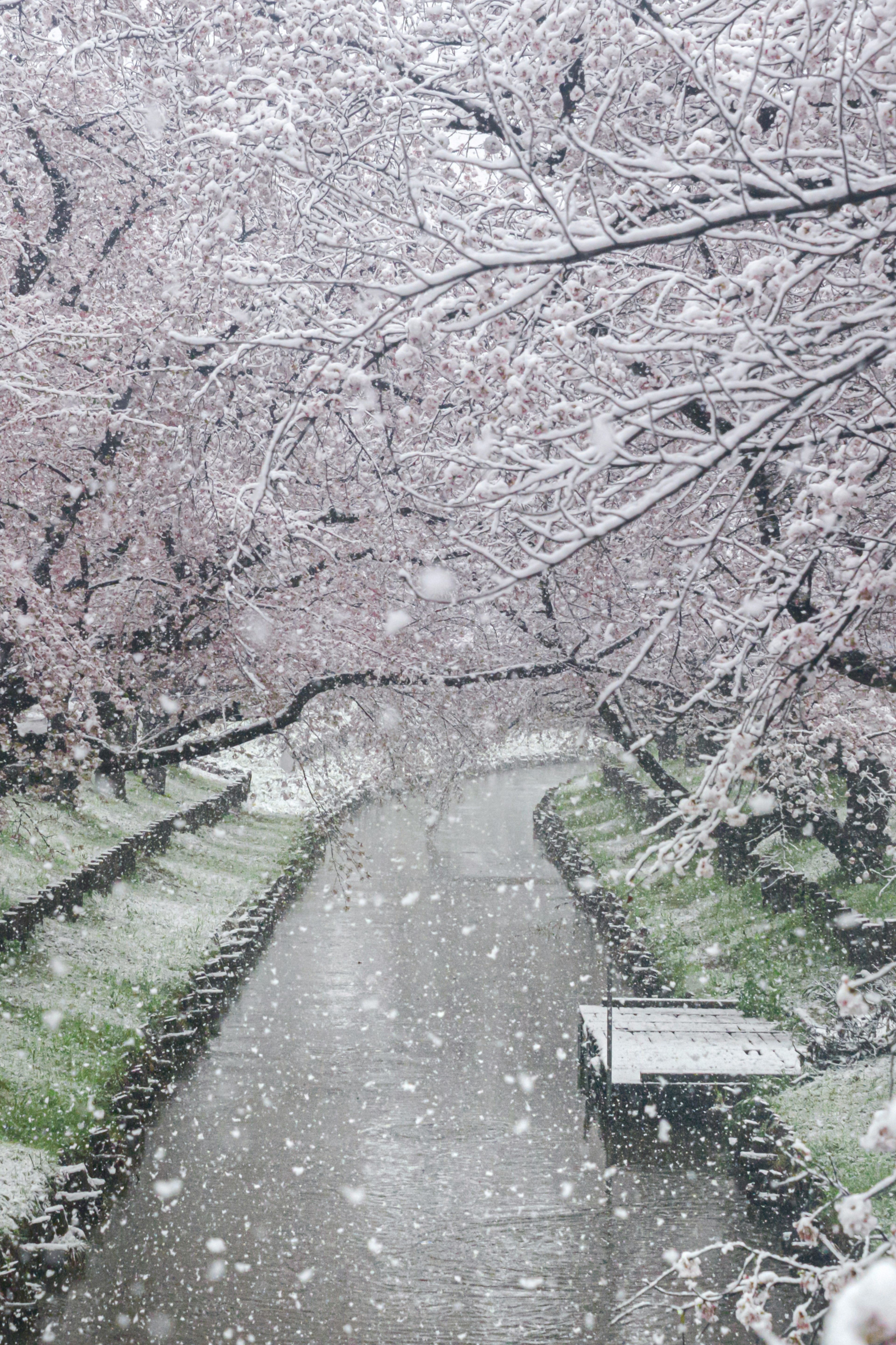 A beautiful pathway lined with cherry blossom trees covered in snow