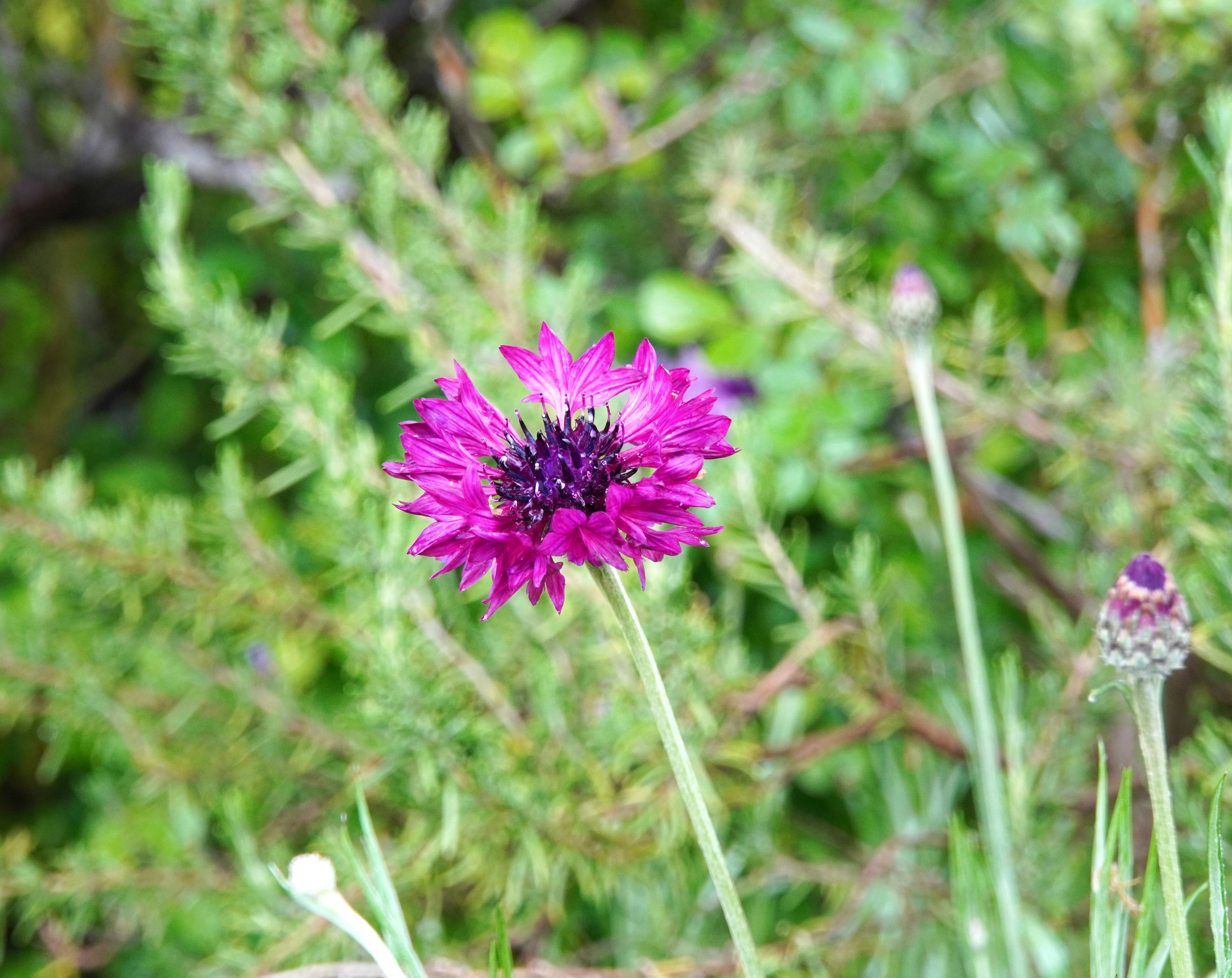 Fiore viola vivace che spicca su uno sfondo verde