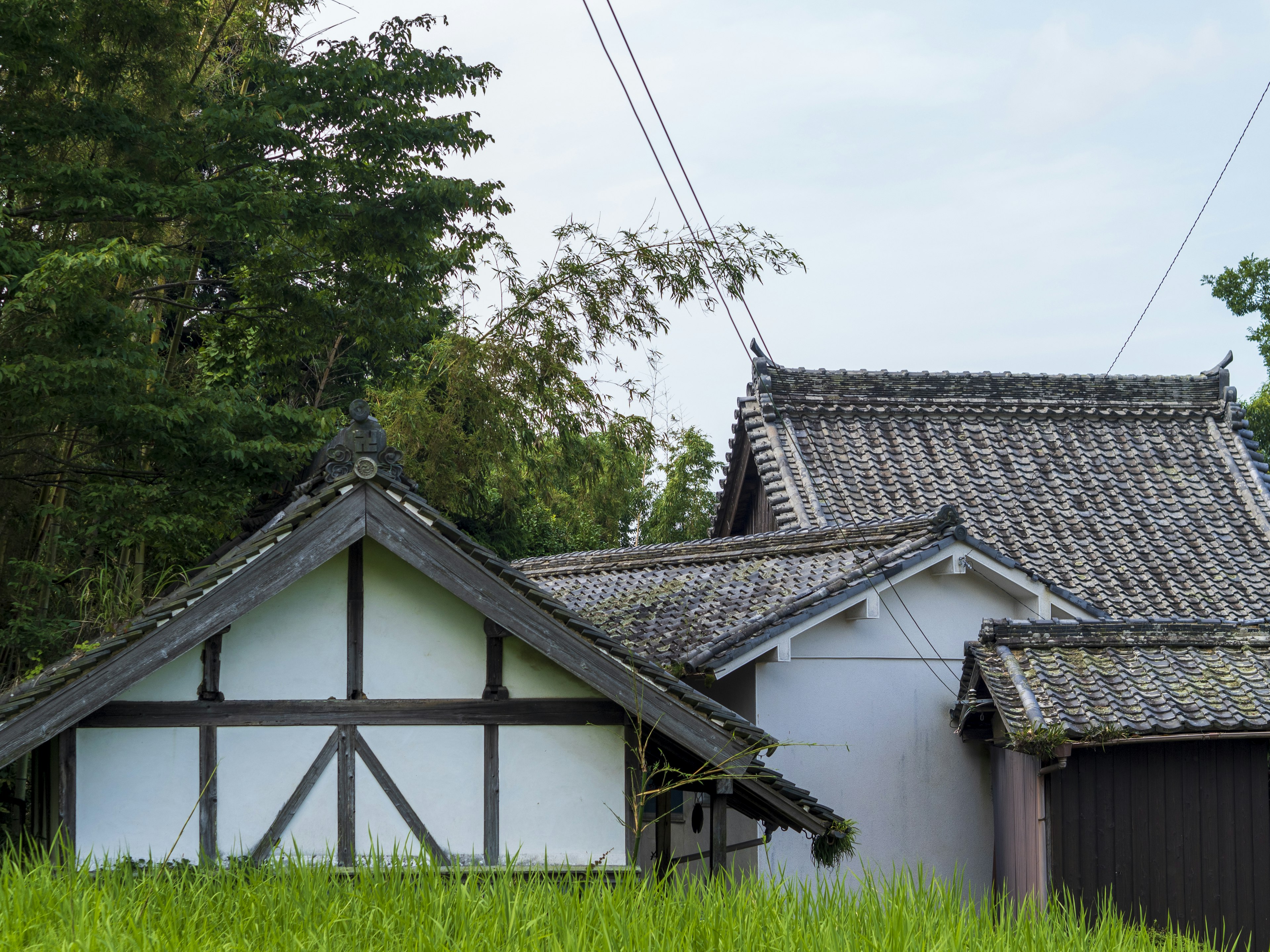 Casas japonesas tradicionales rodeadas de campos de arroz verdes