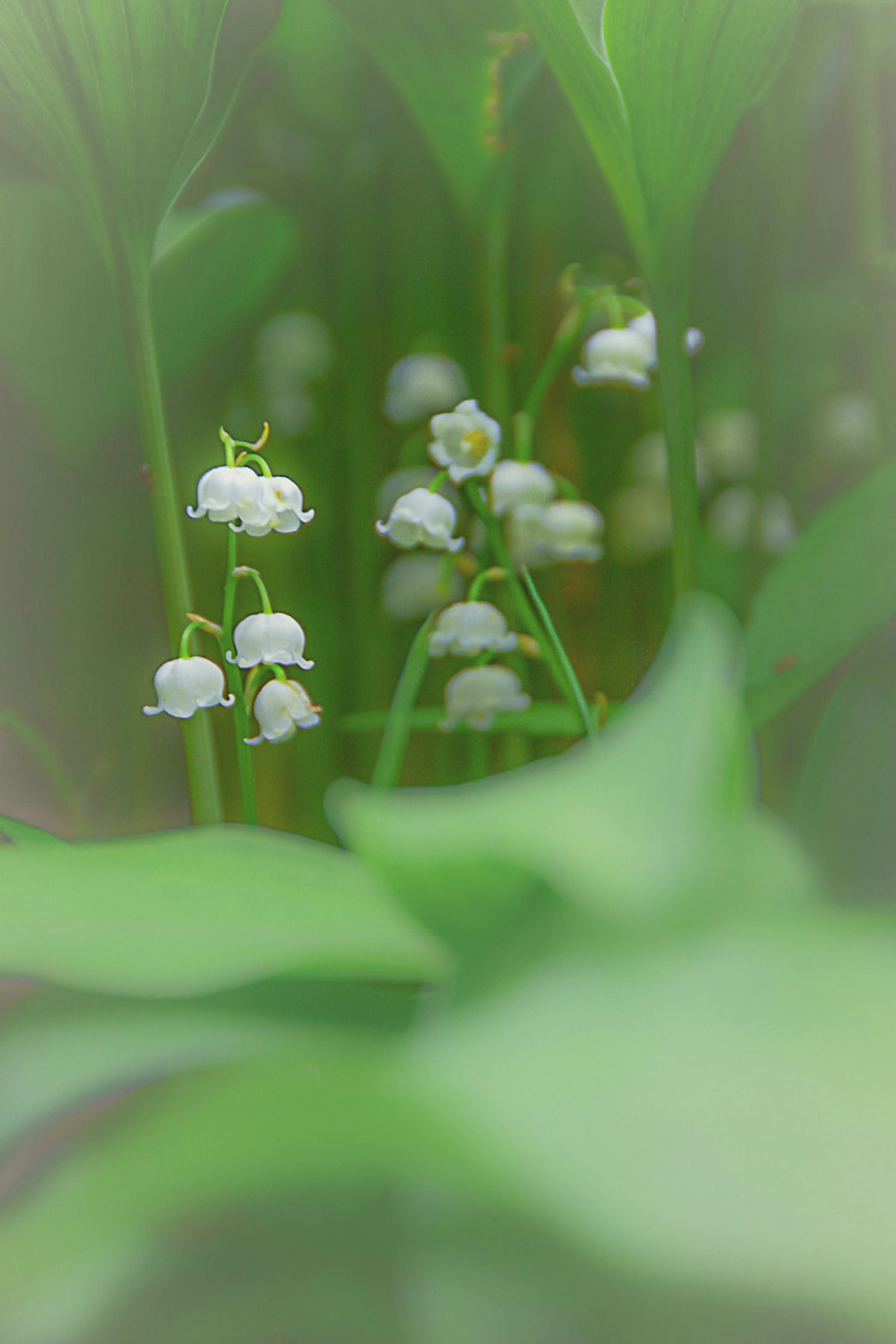 Bunga lily of the valley putih halus dikelilingi oleh dedaunan hijau subur