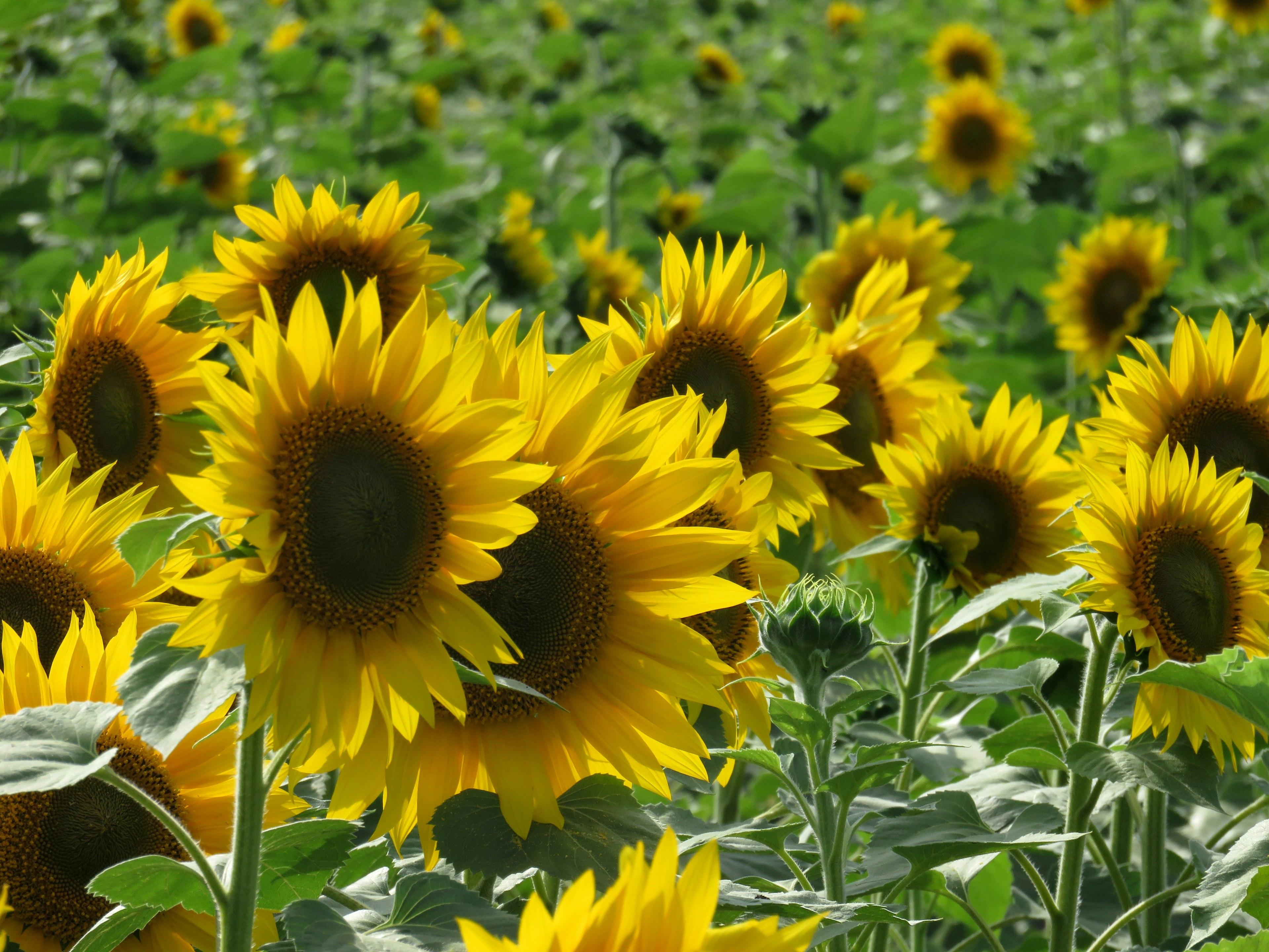 Lebendiges Feld mit Sonnenblumen in voller Blüte