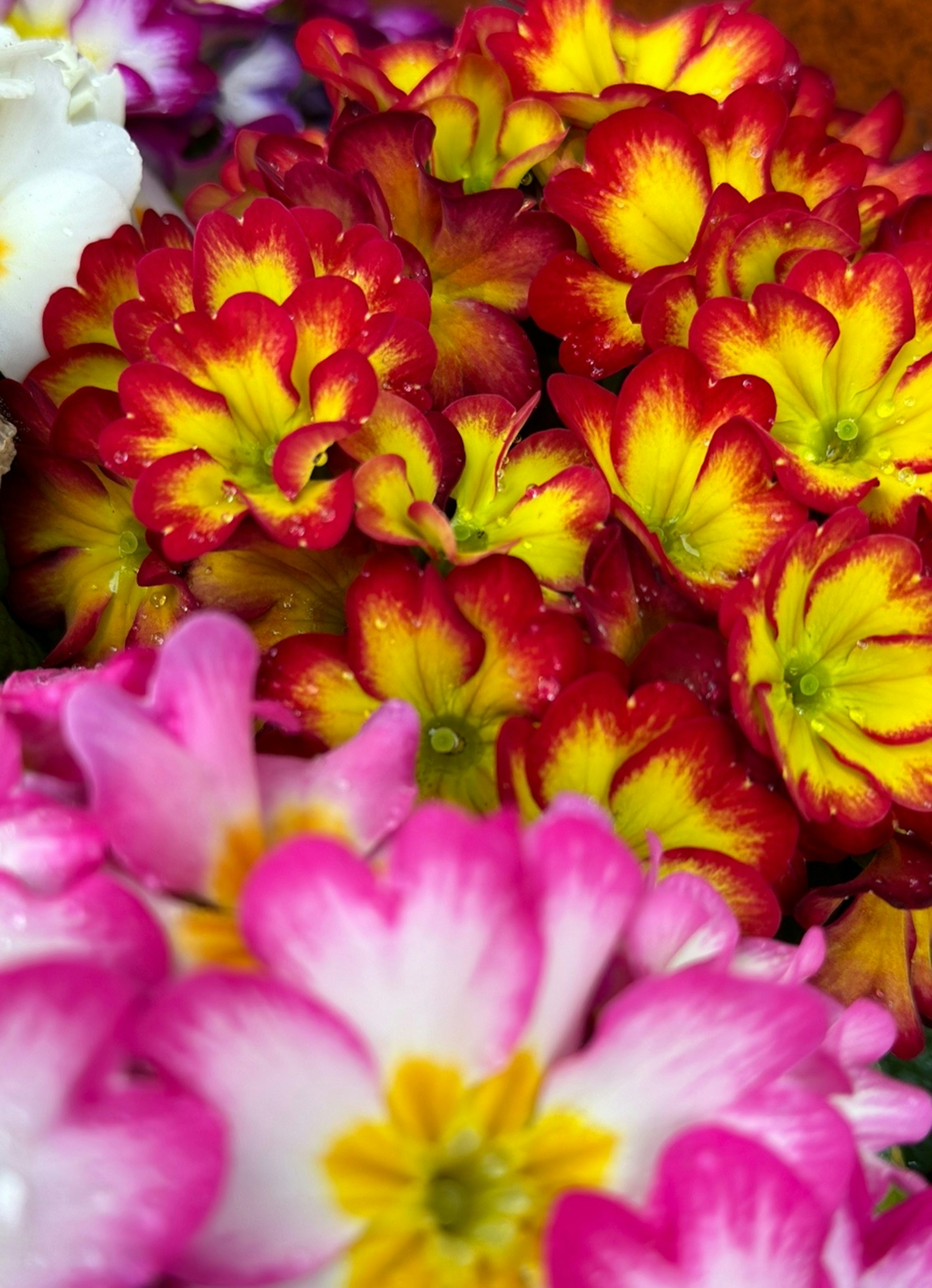 Vibrante rote und gelbe Blumen, die zusammengefasst sind