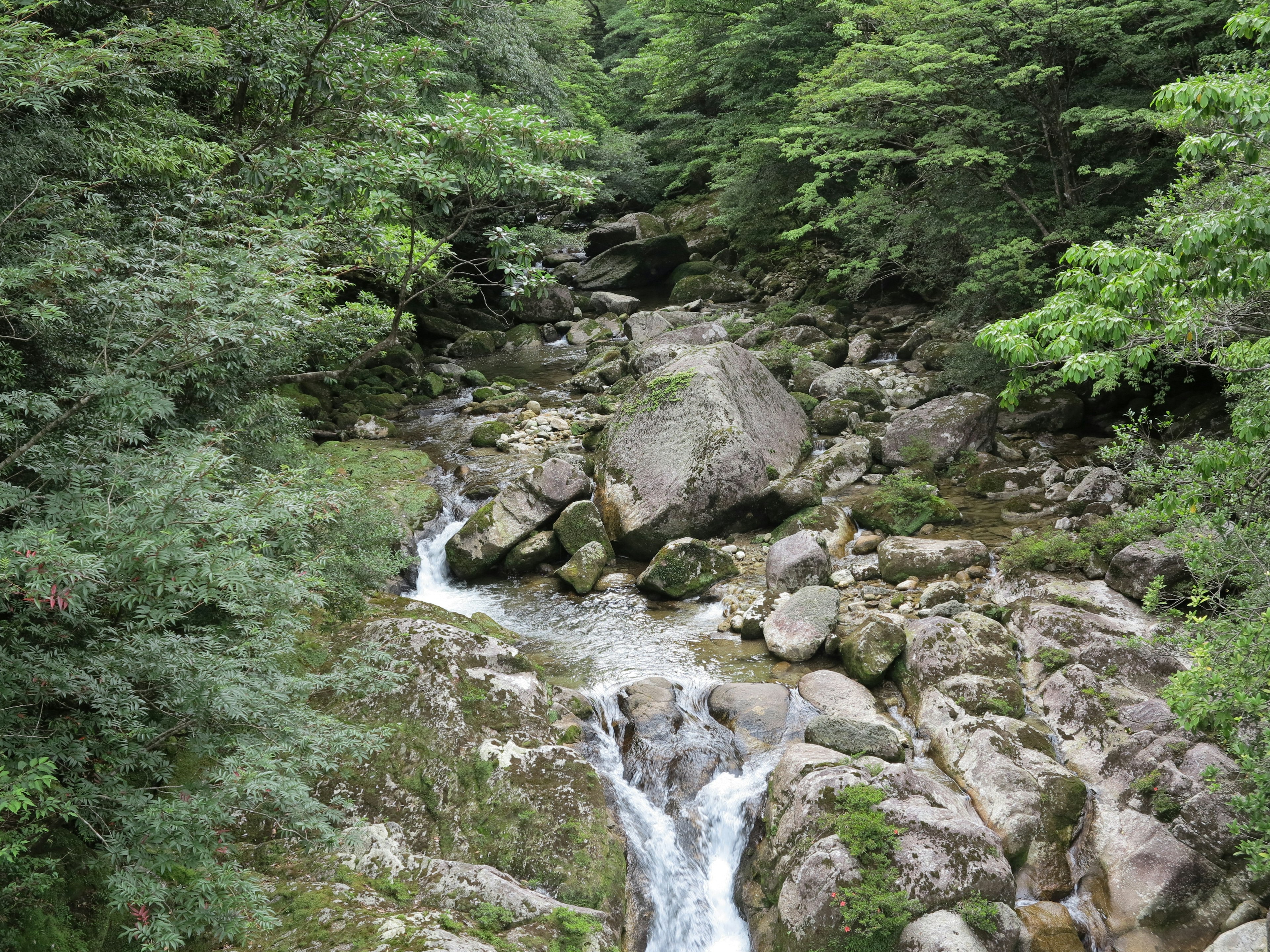 A stream flowing through a lush green forest with large rocks