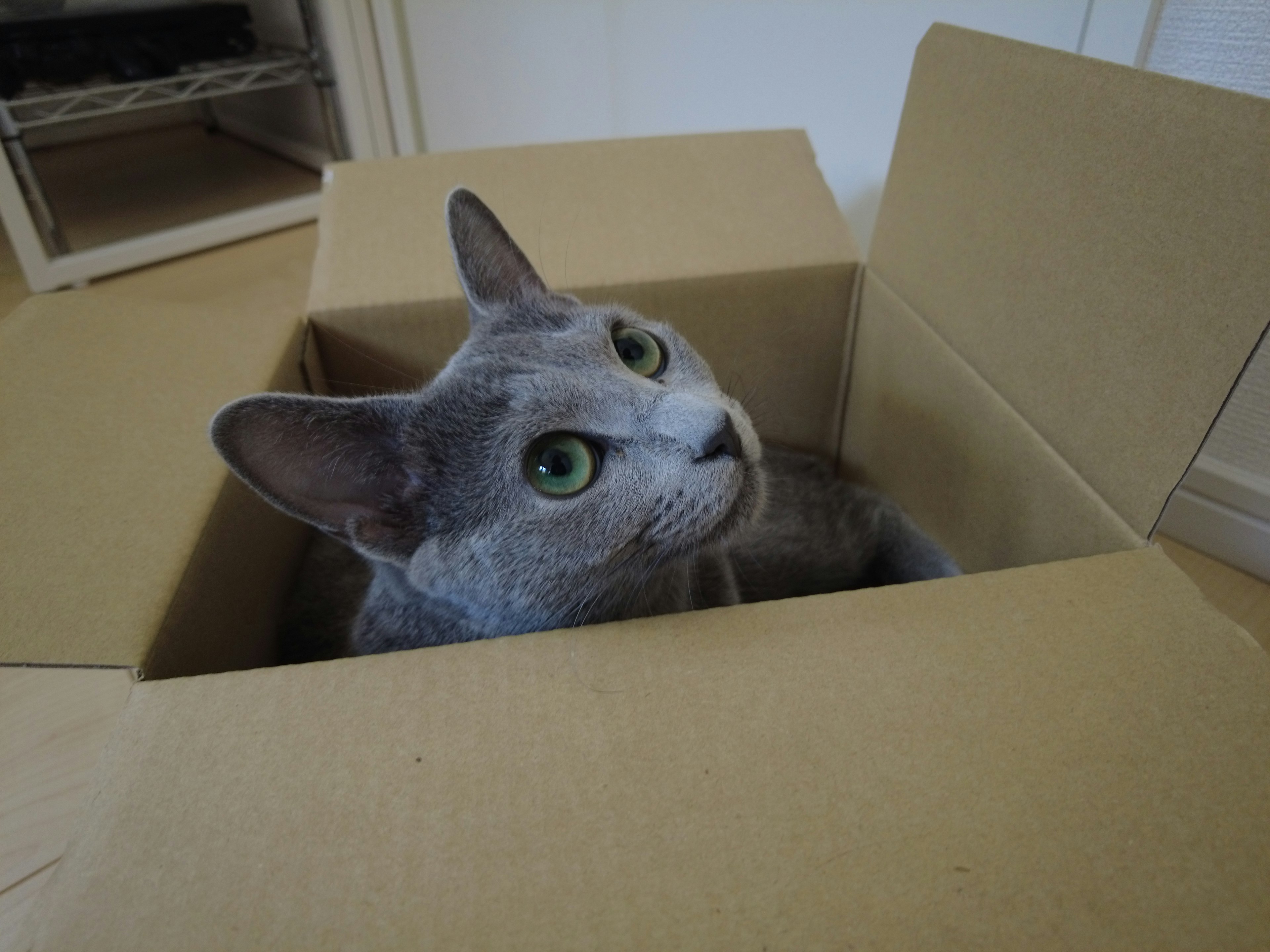 Chat gris assis dans une boîte en carton