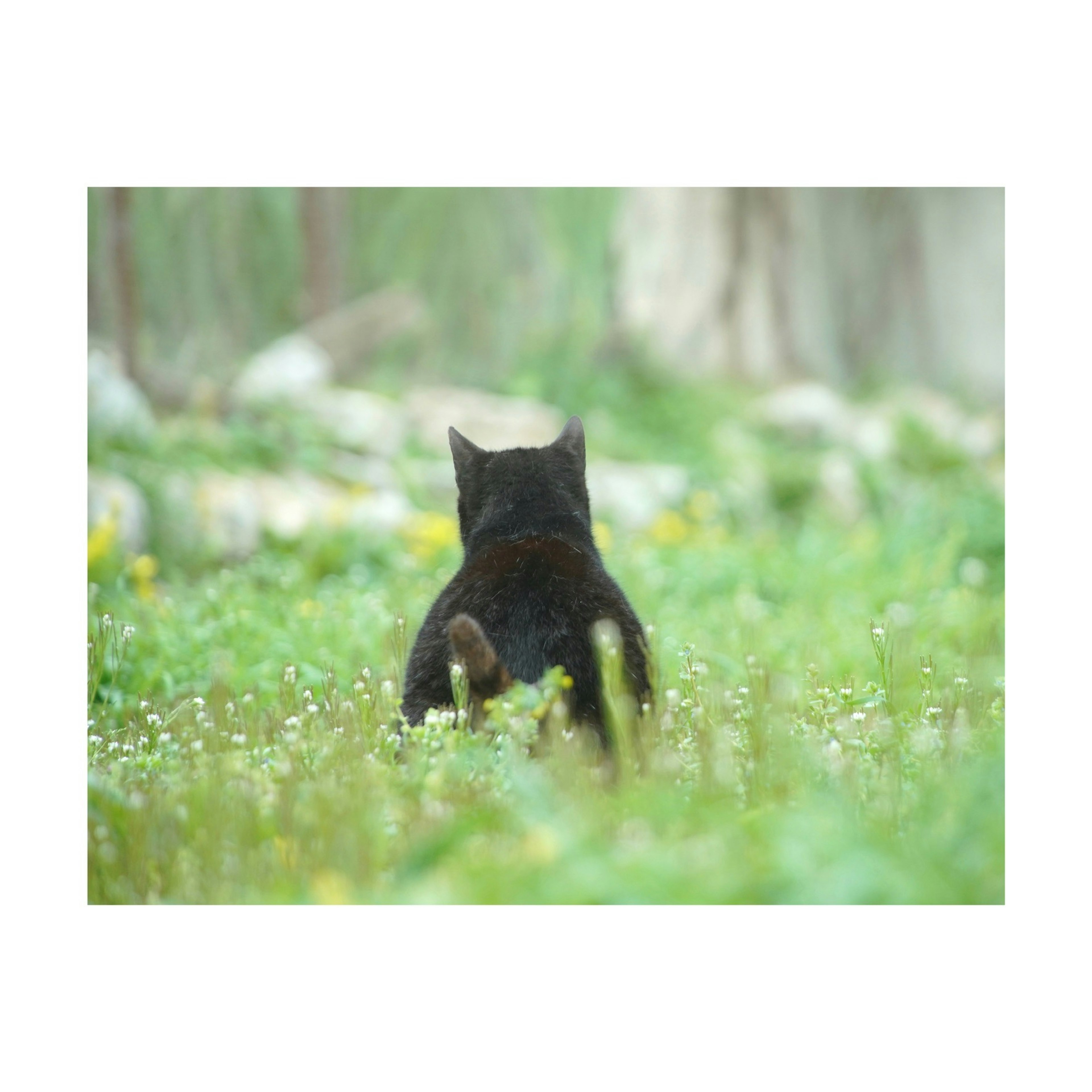 Schwarze Katze sitzt in einem grünen Feld von hinten