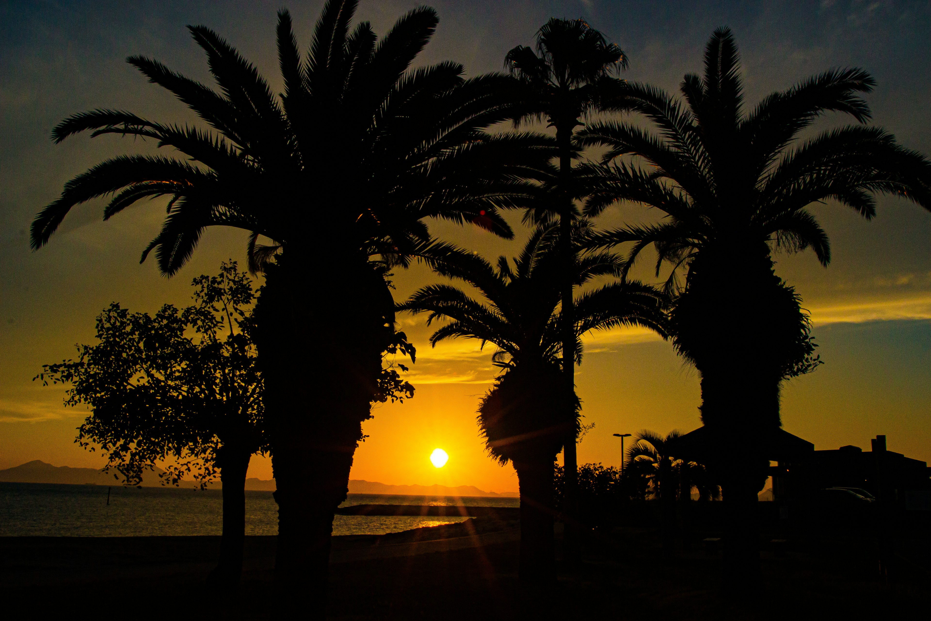 Silhouette von Palmen gegen einen Sonnenuntergang