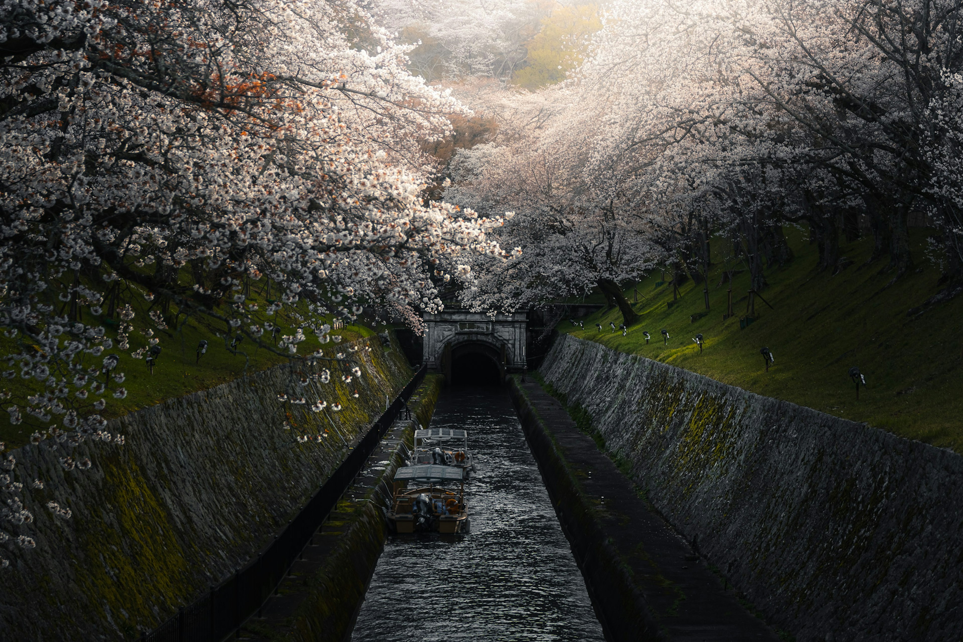 Vue pittoresque d'un ruisseau bordé de cerisiers en fleurs