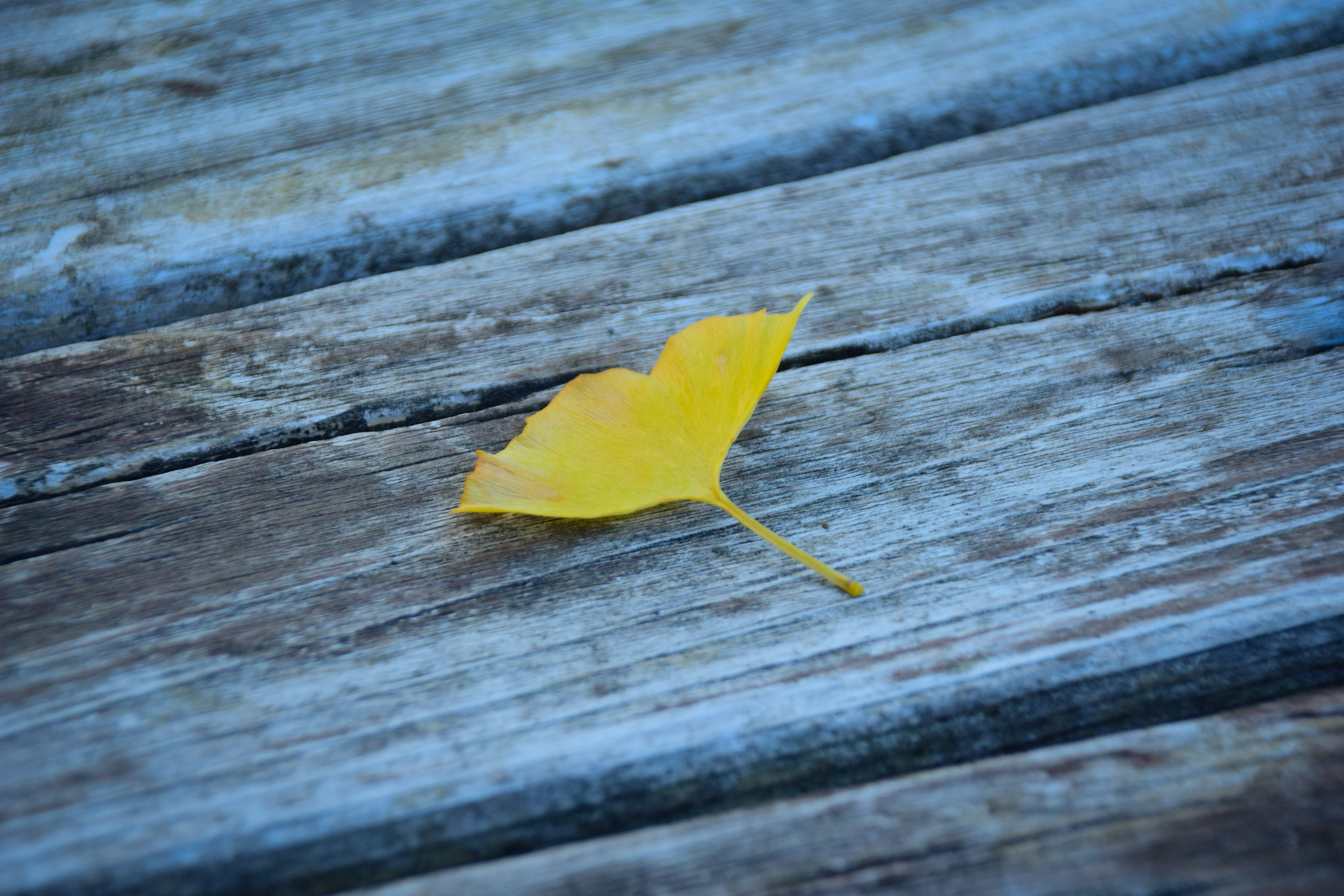 Une feuille jaune reposant sur une surface en bois