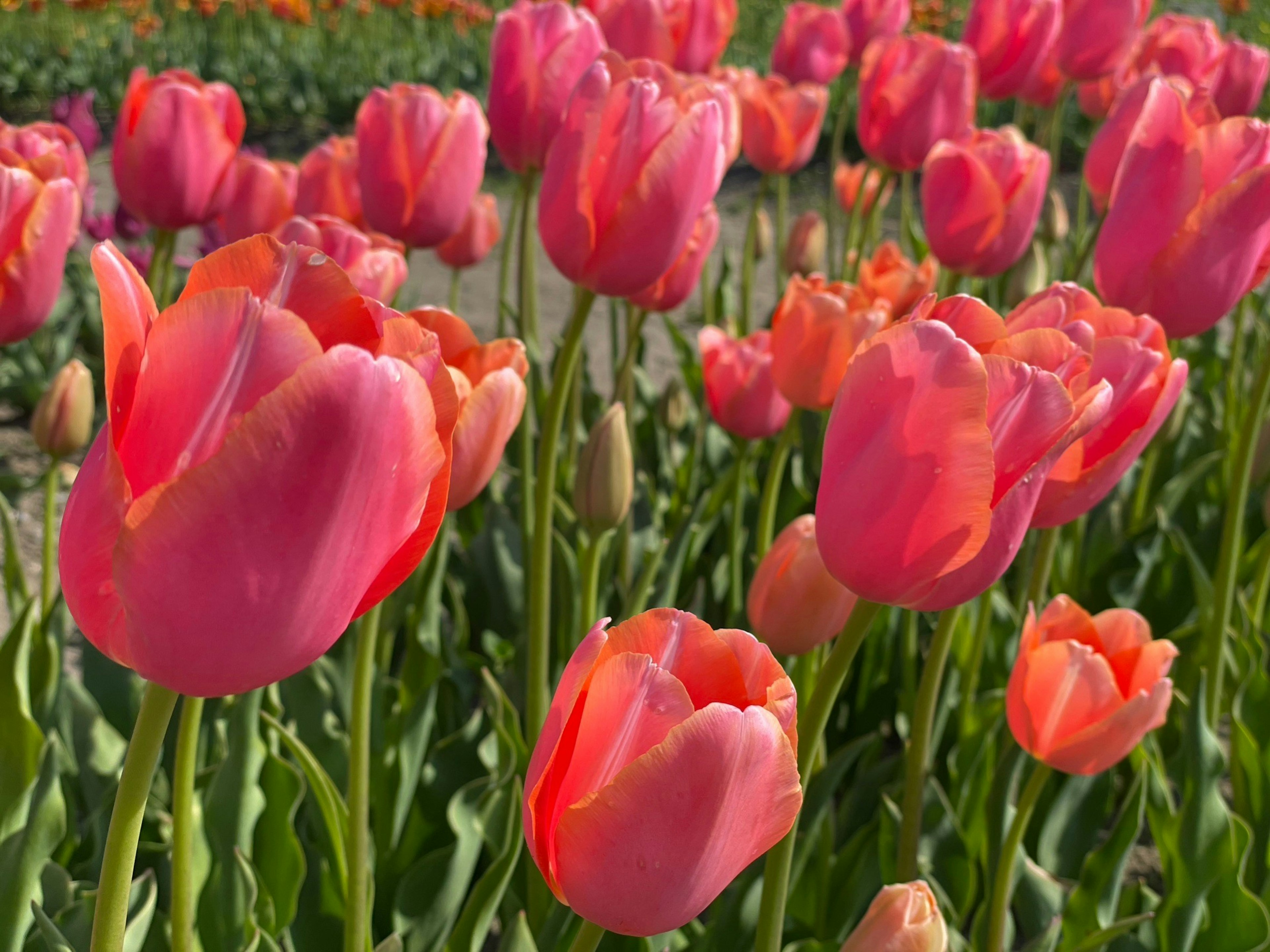 Campo di tulipani vivaci con fiori rosa e arancione