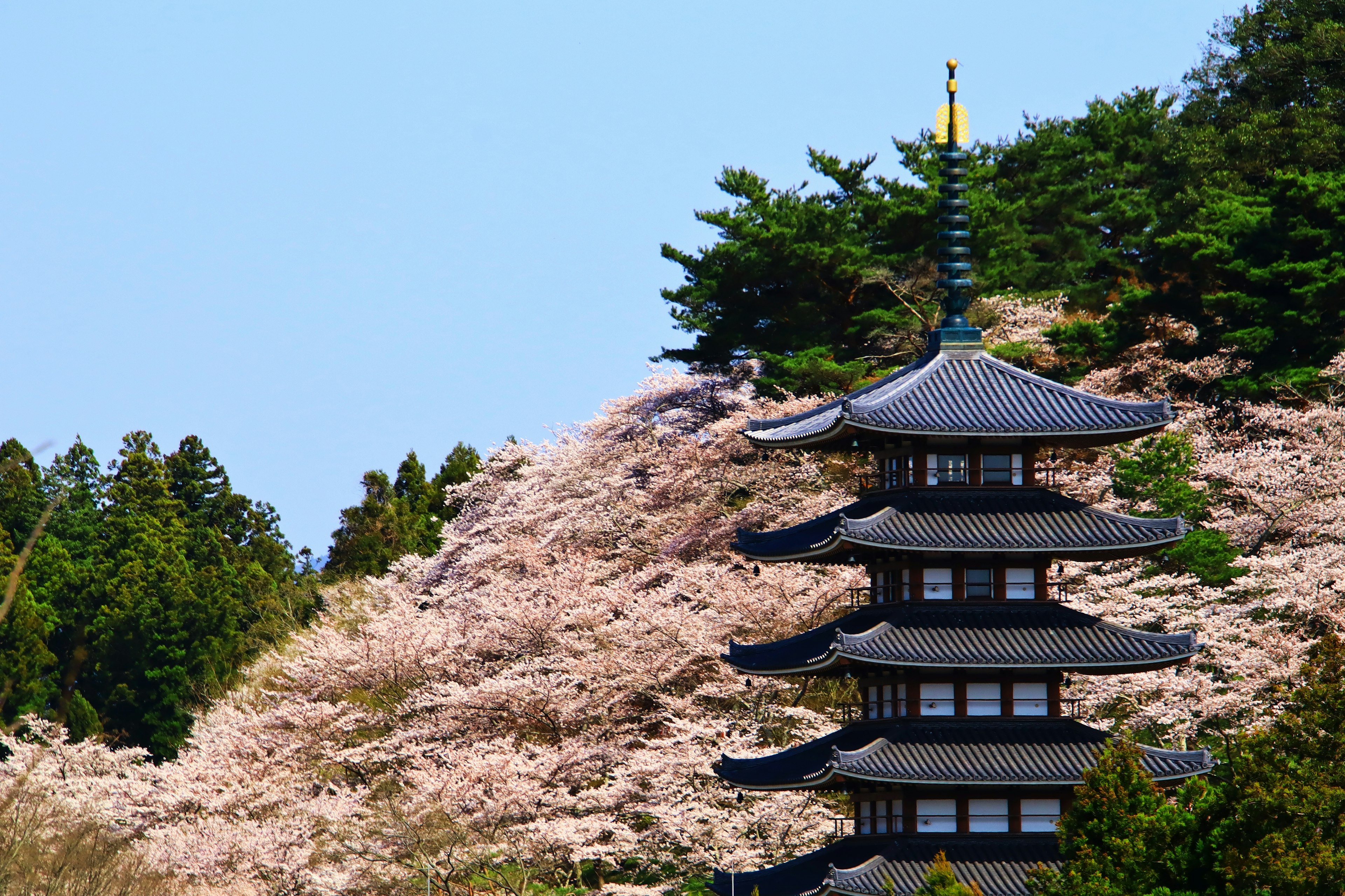 Pemandangan indah pagoda lima tingkat dengan bunga sakura mekar di bukit