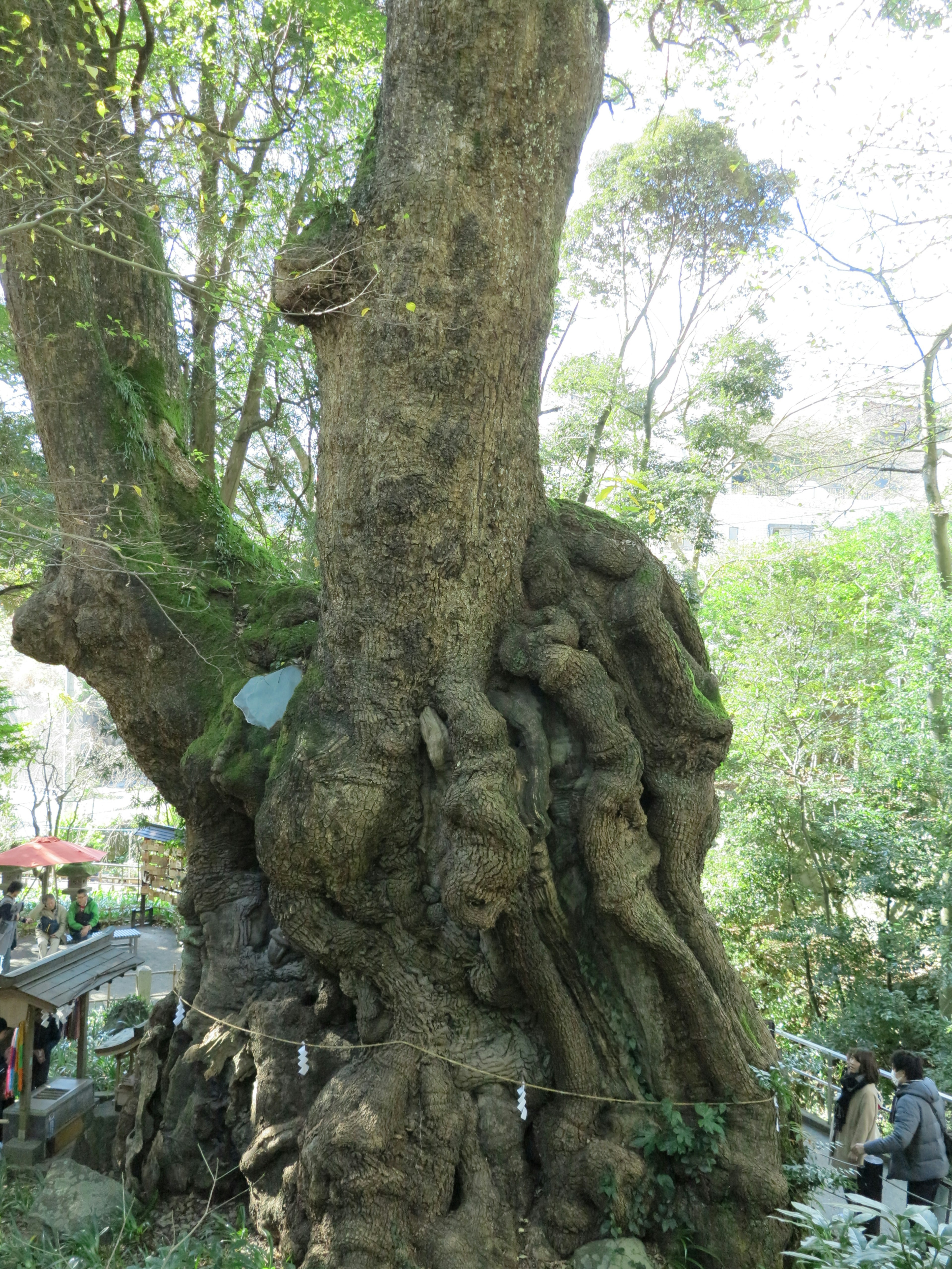 Un arbre ancien avec un tronc unique et une végétation luxuriante autour de la base