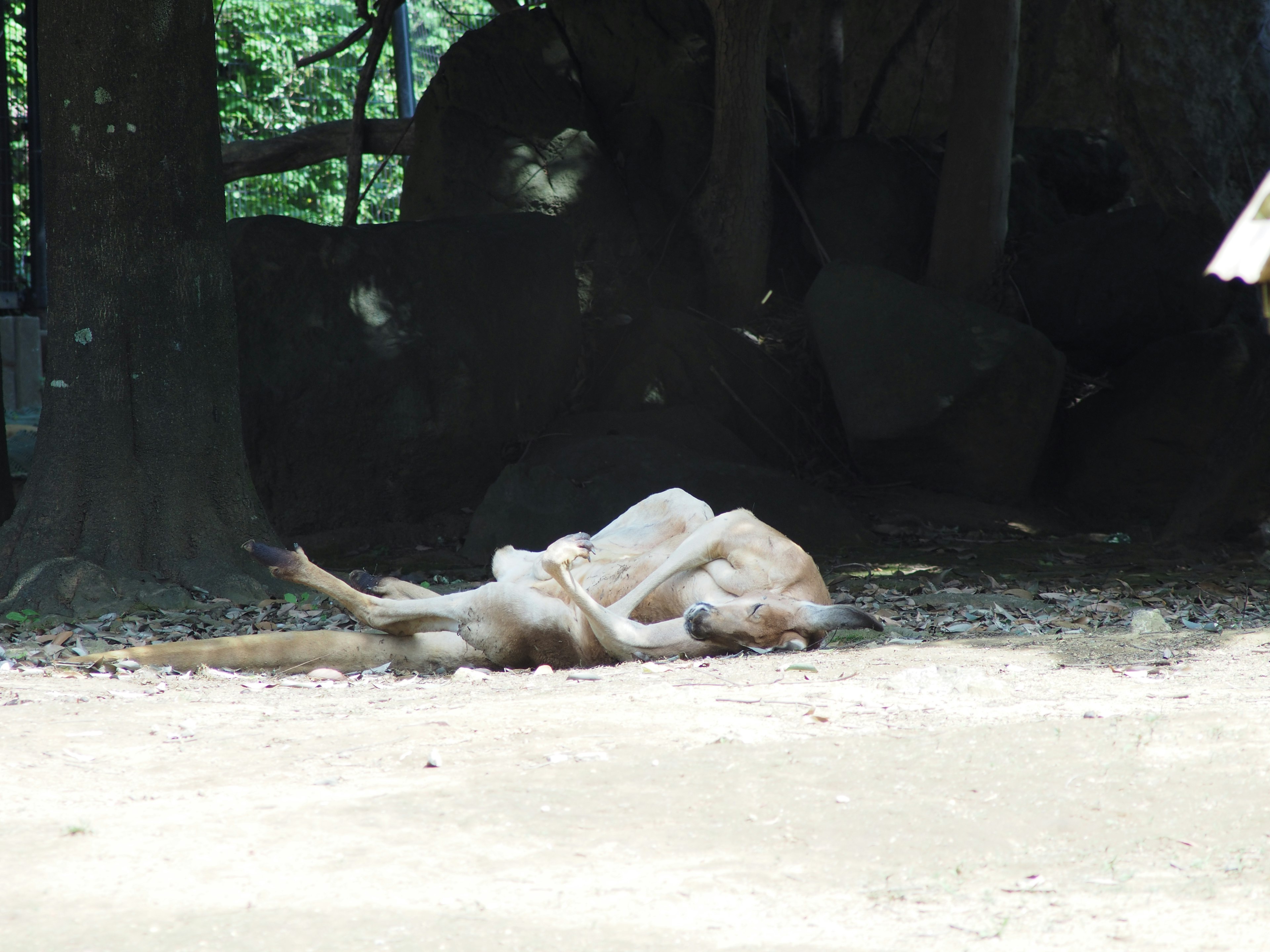 Two kangaroos lying in the shade under a tree