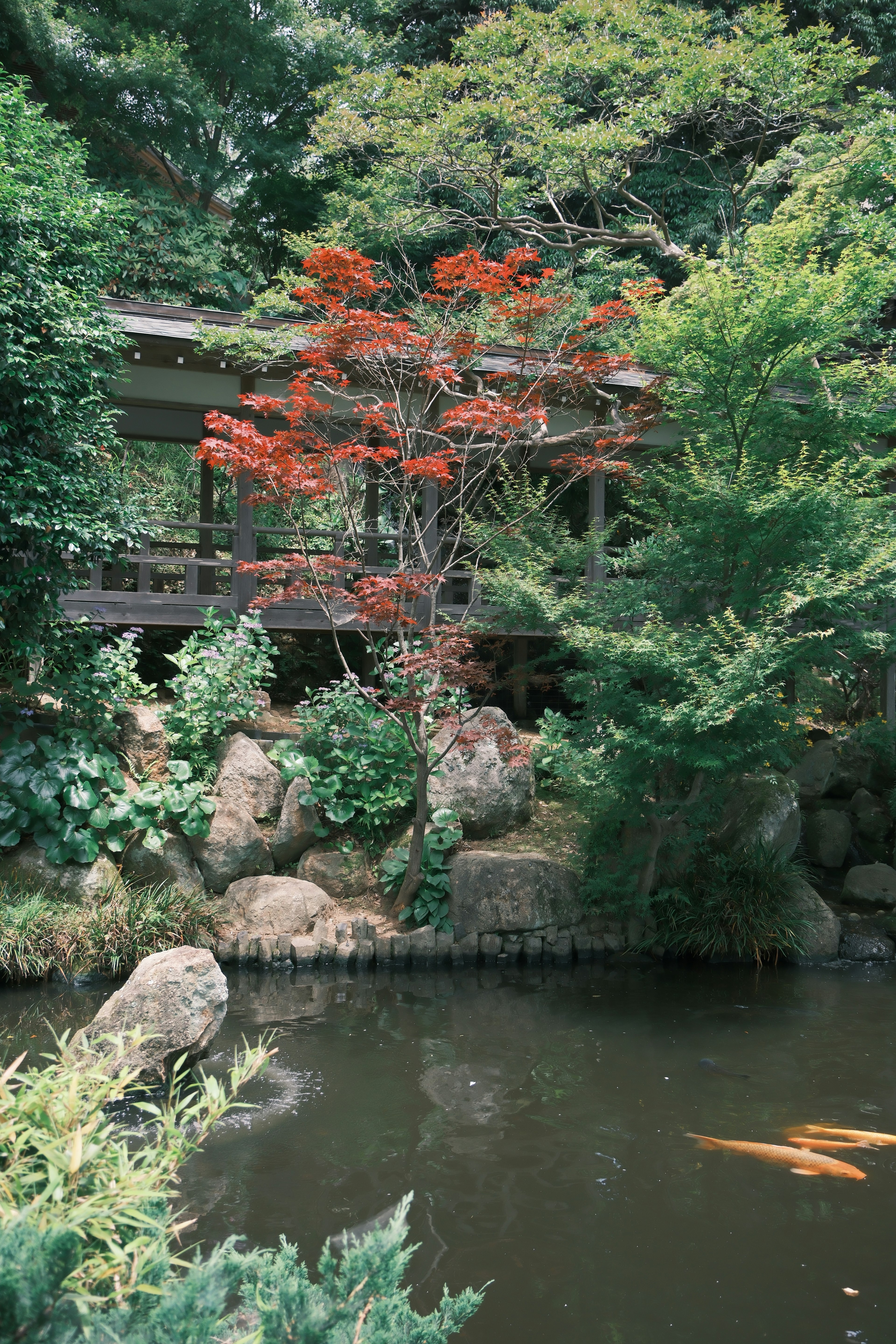 宁静的日本花园，池塘和鲜艳的红叶树