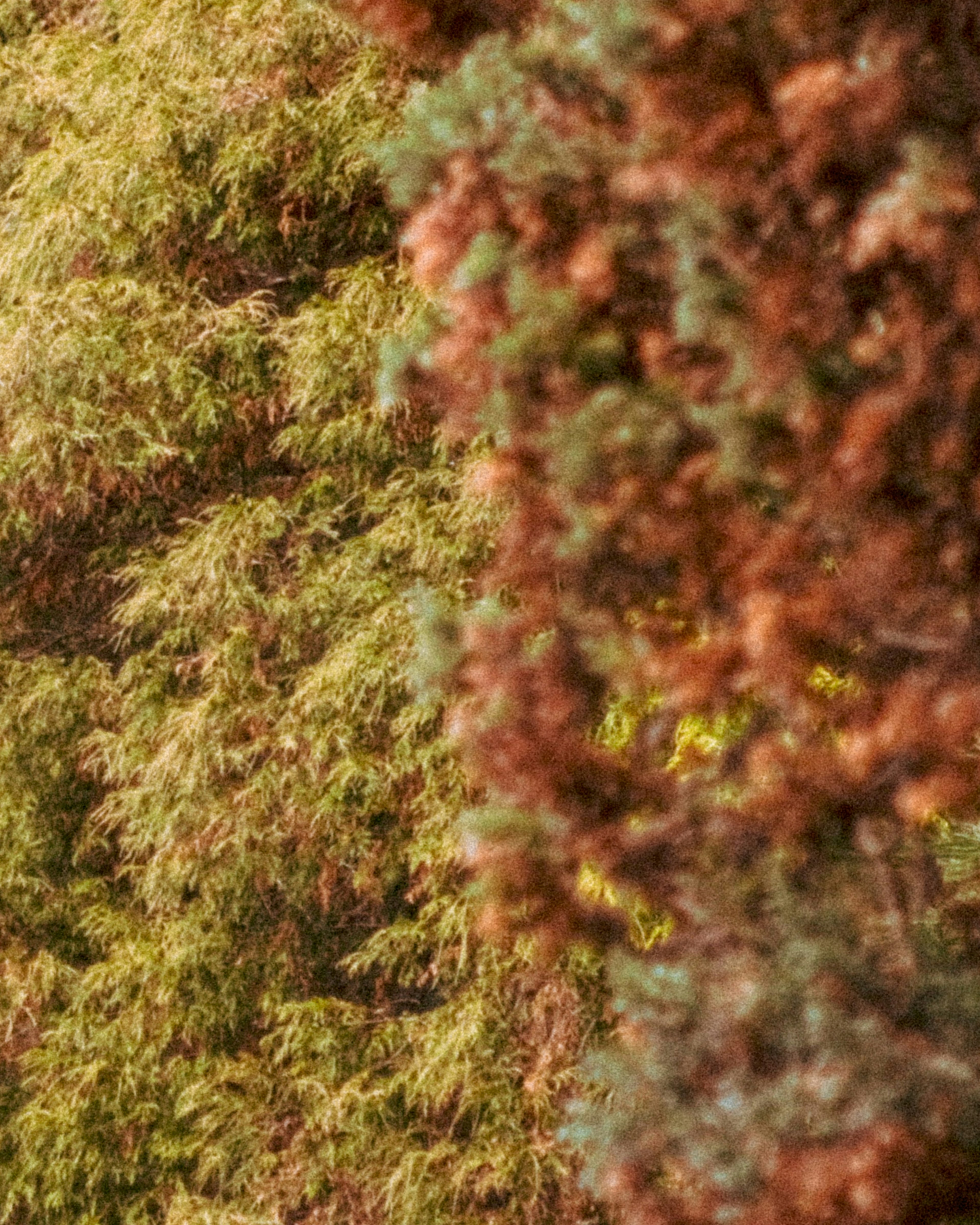 Close-up pohon dengan daun berwarna-warni