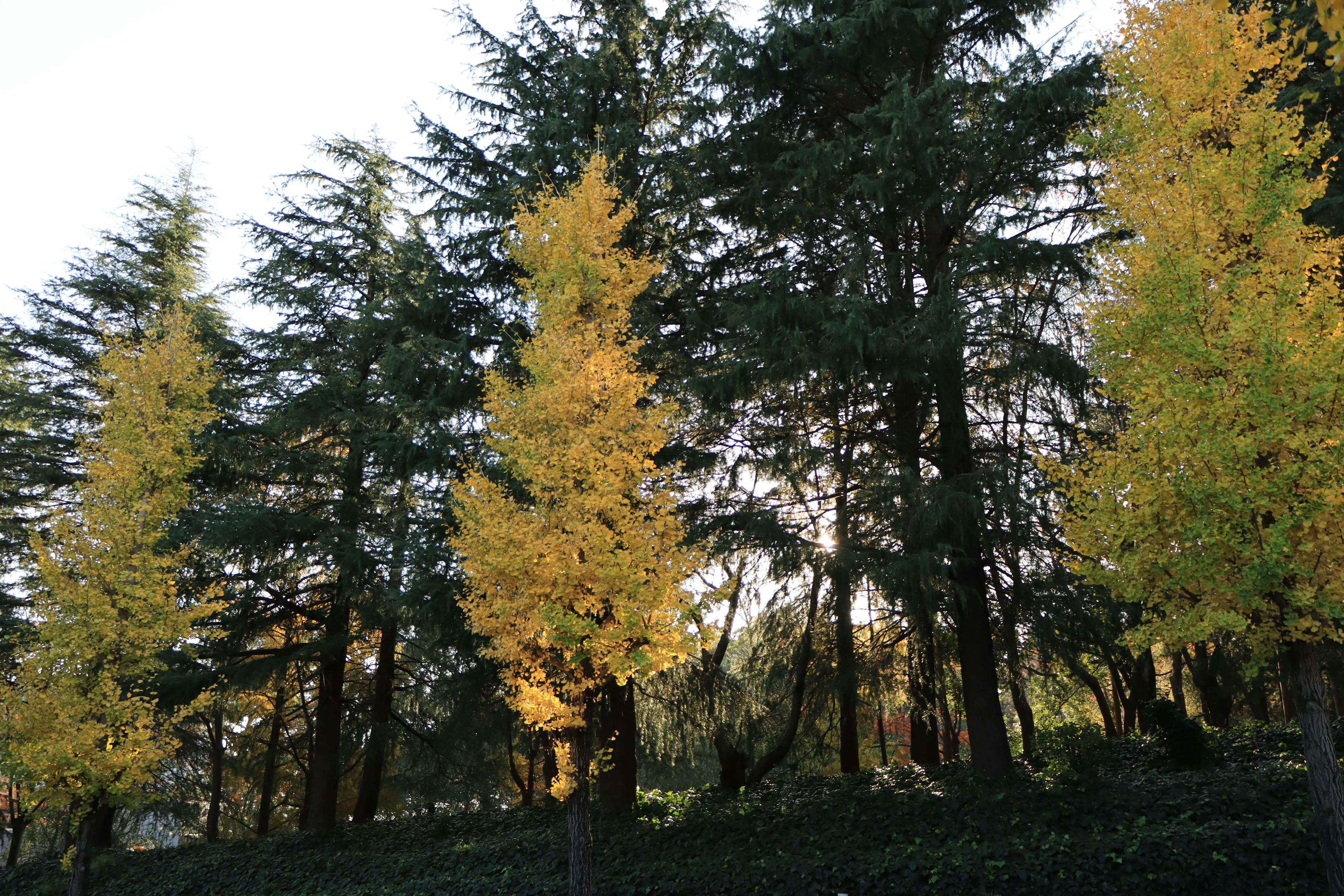 Beautiful autumn forest scene Tall trees lined with prominent golden foliage