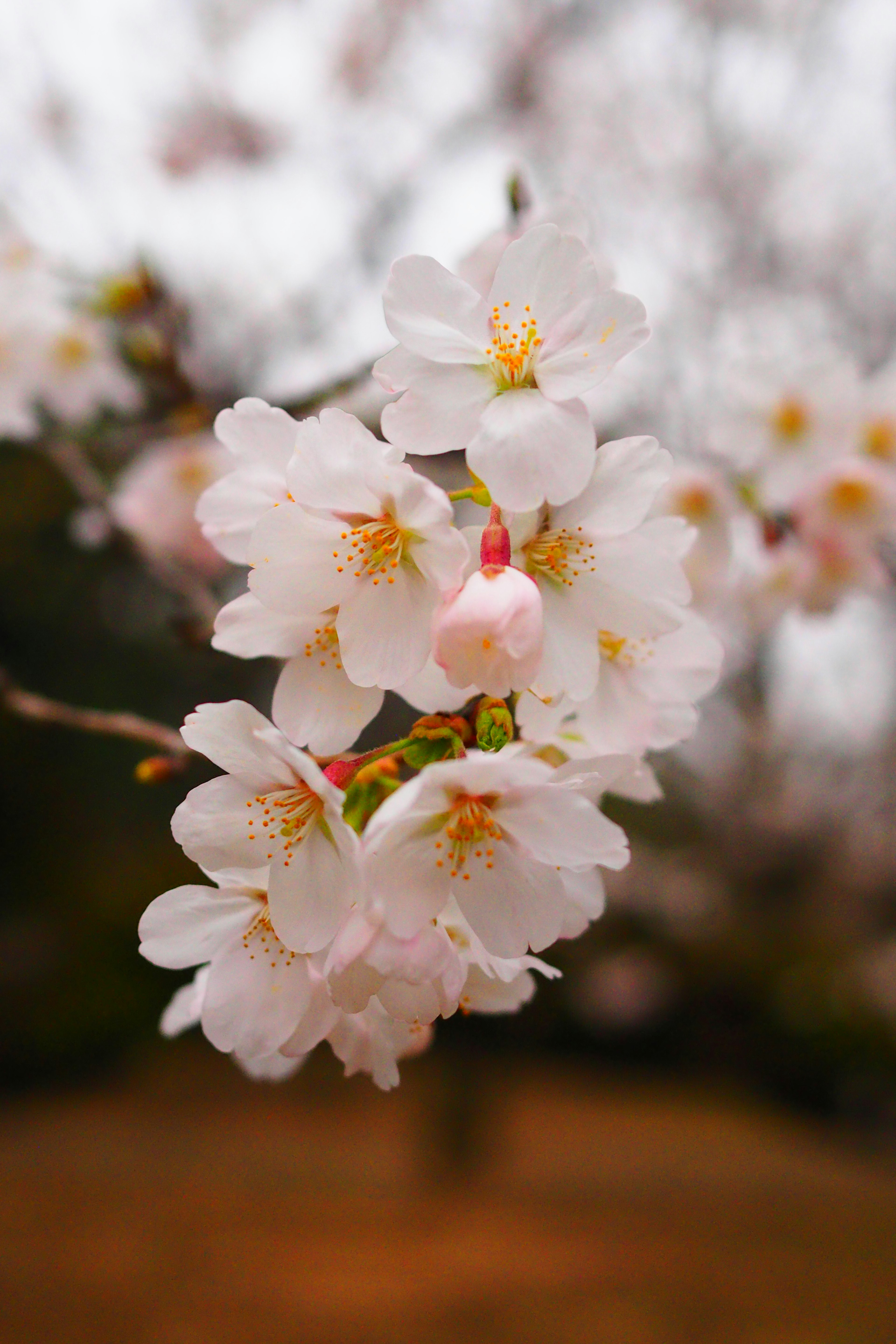 Primer plano de flores de cerezo en flor