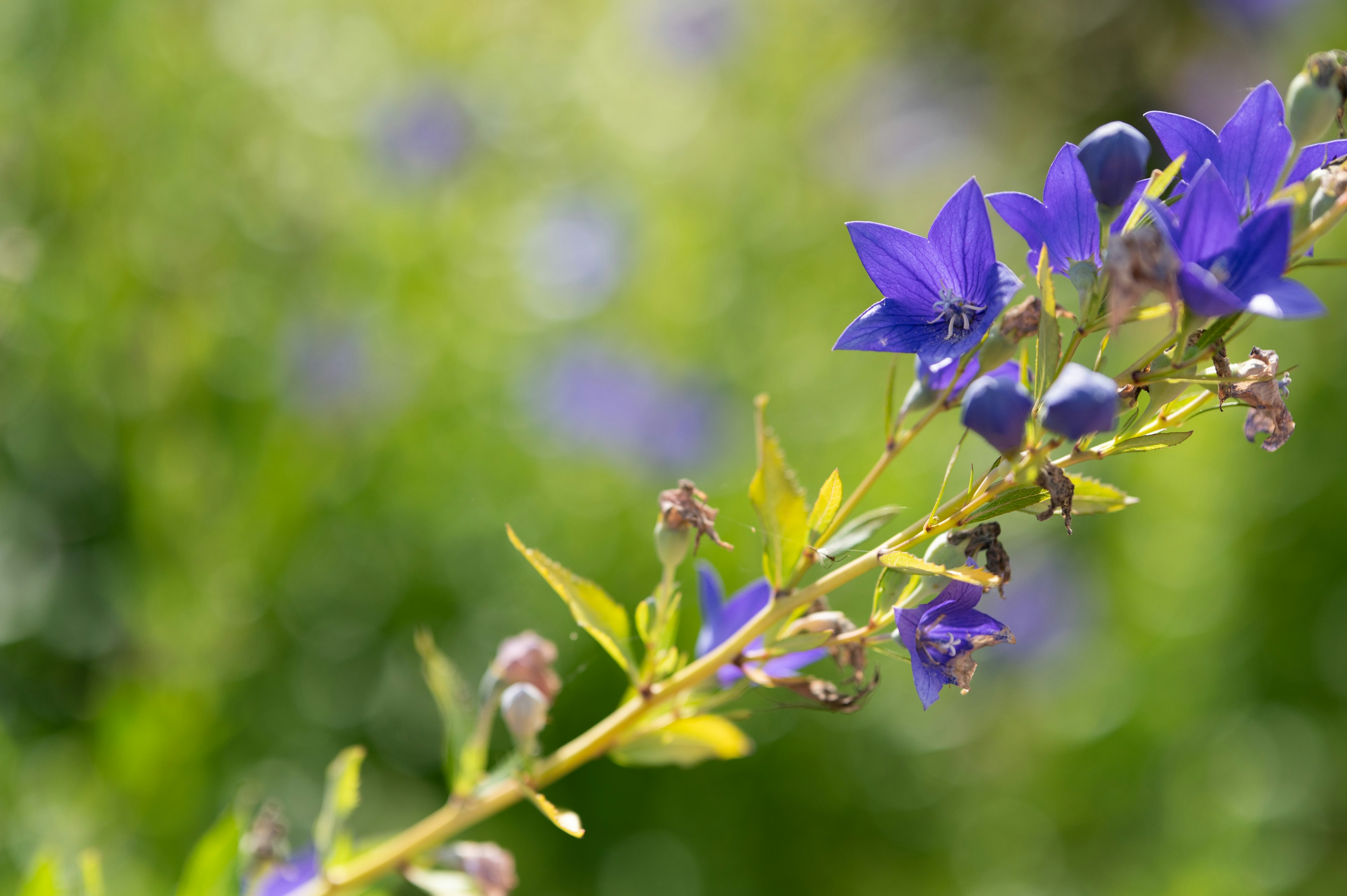 Acercamiento de una rama de flor azul vibrante con fondo verde