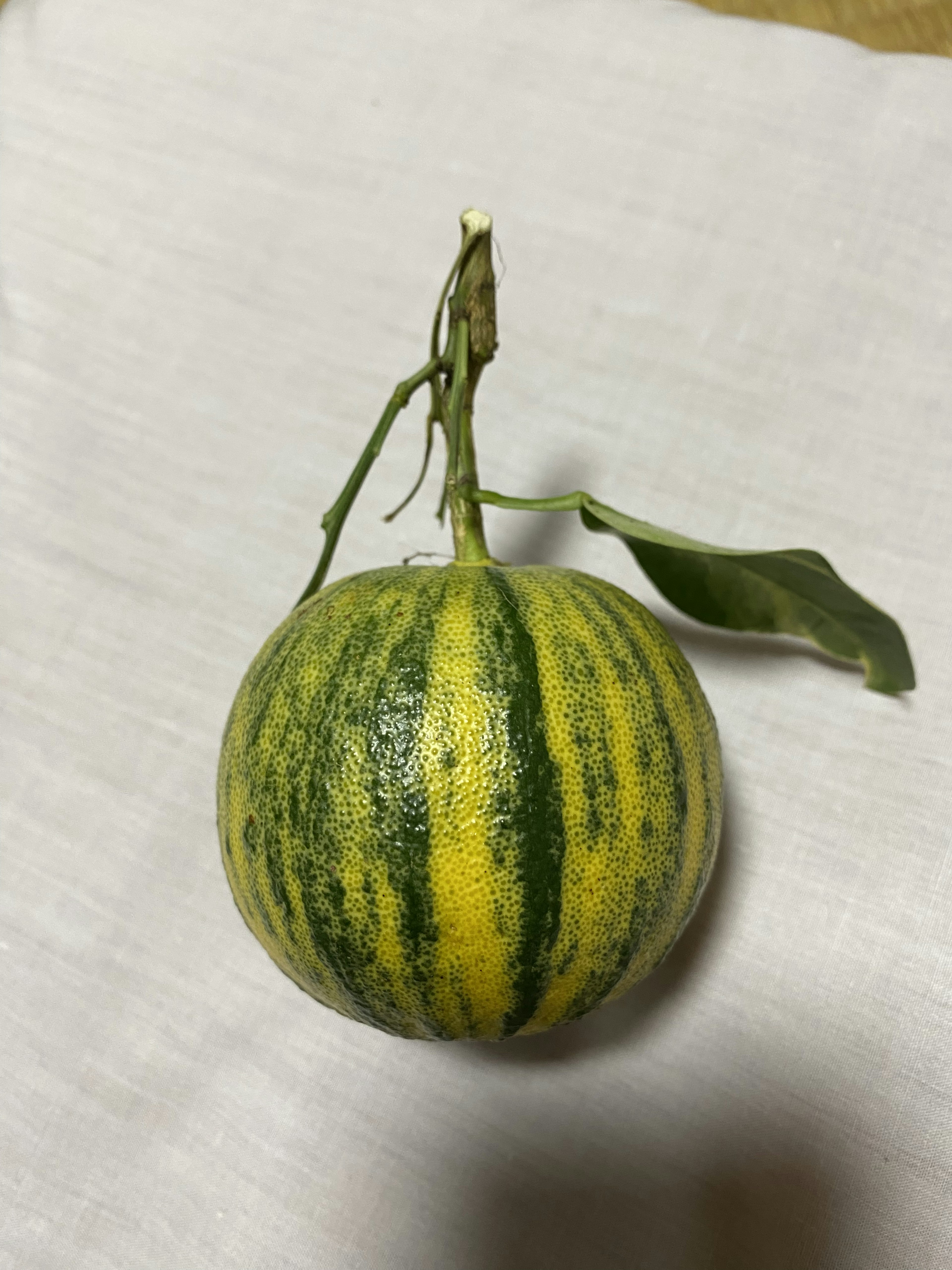 Eine runde Frucht mit grün-gelbem Streifenmuster und angebundenen Blättern