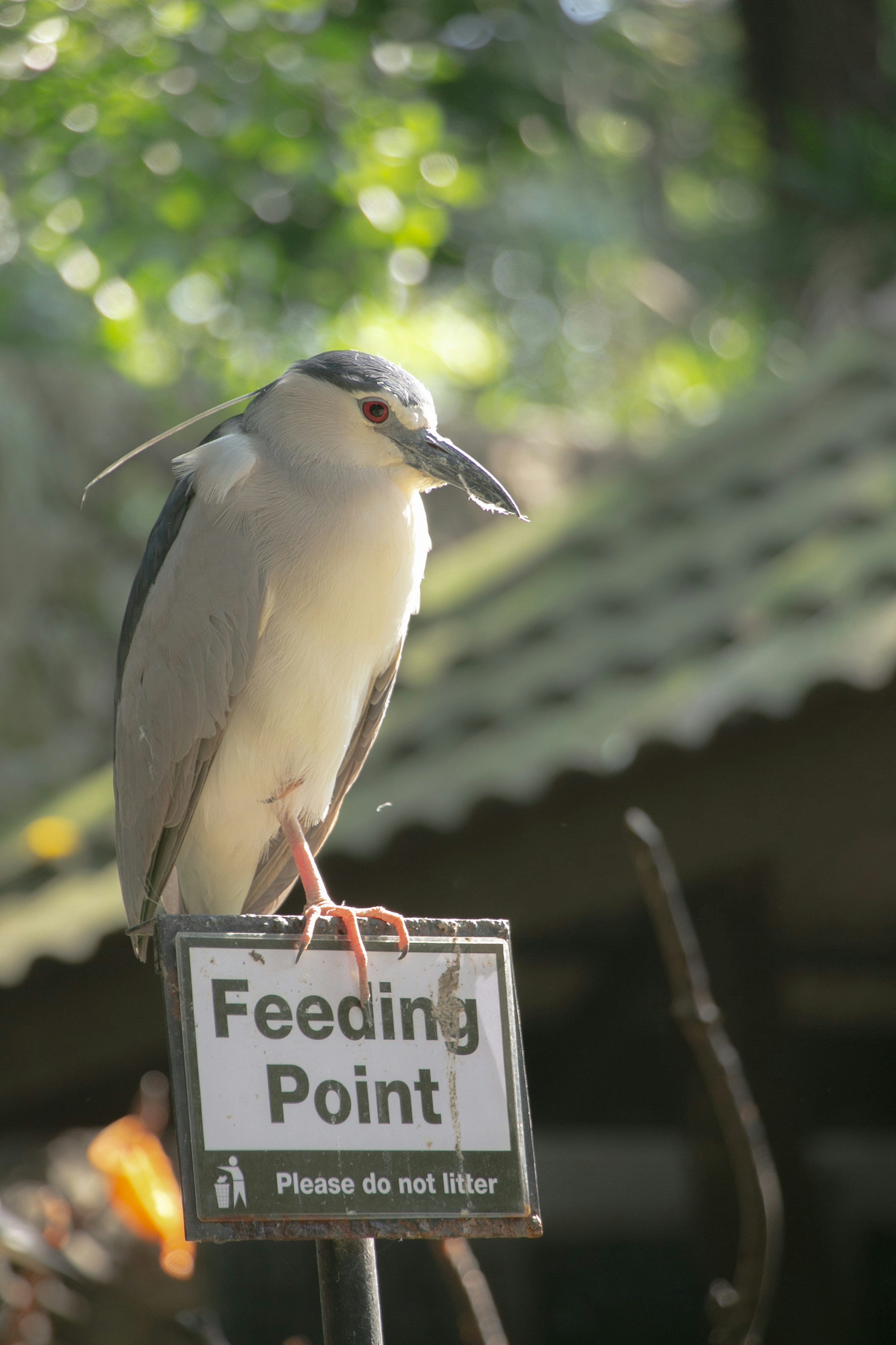 餌付けポイントの看板の上に立つ鳥