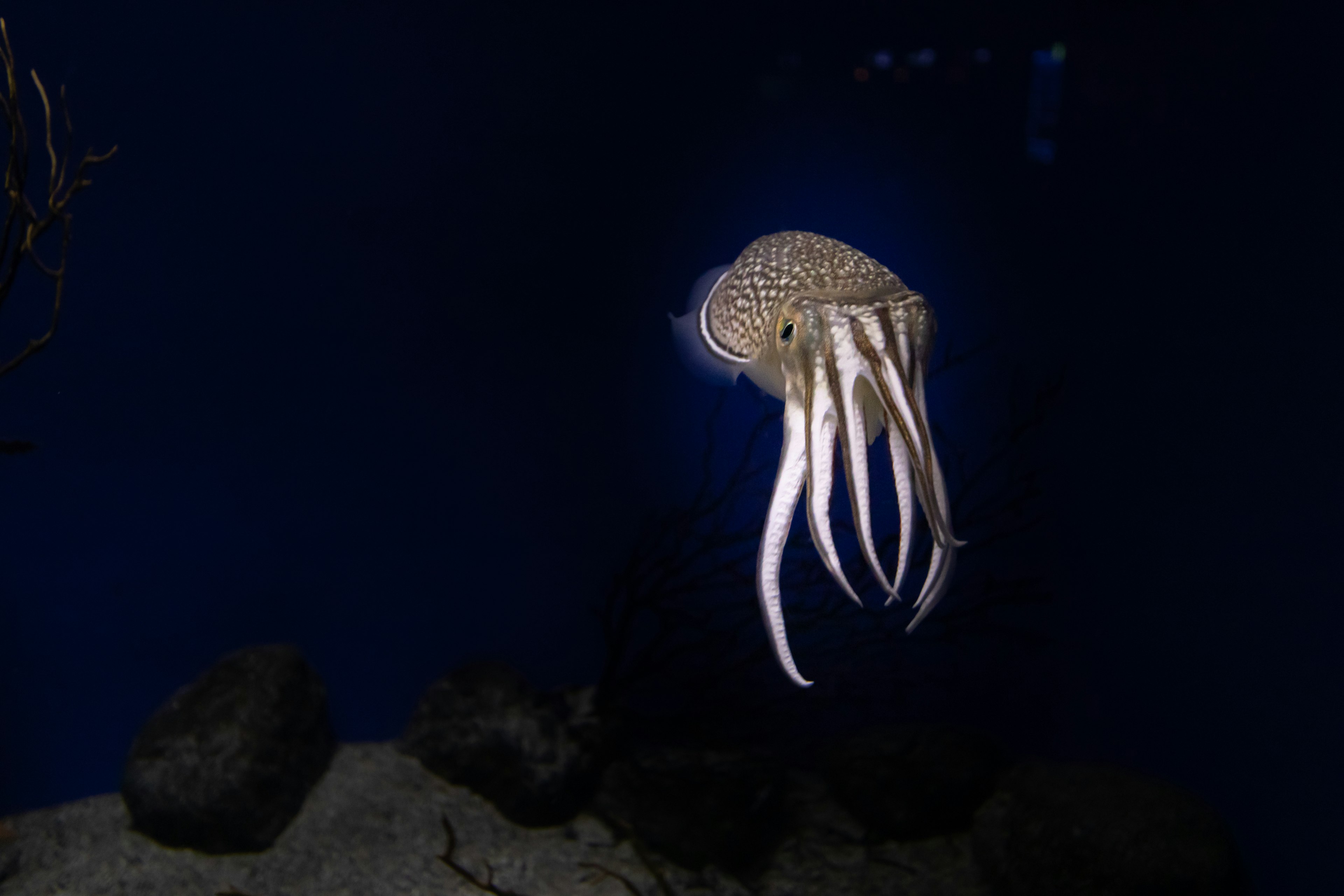 An octopus floating in a blue background