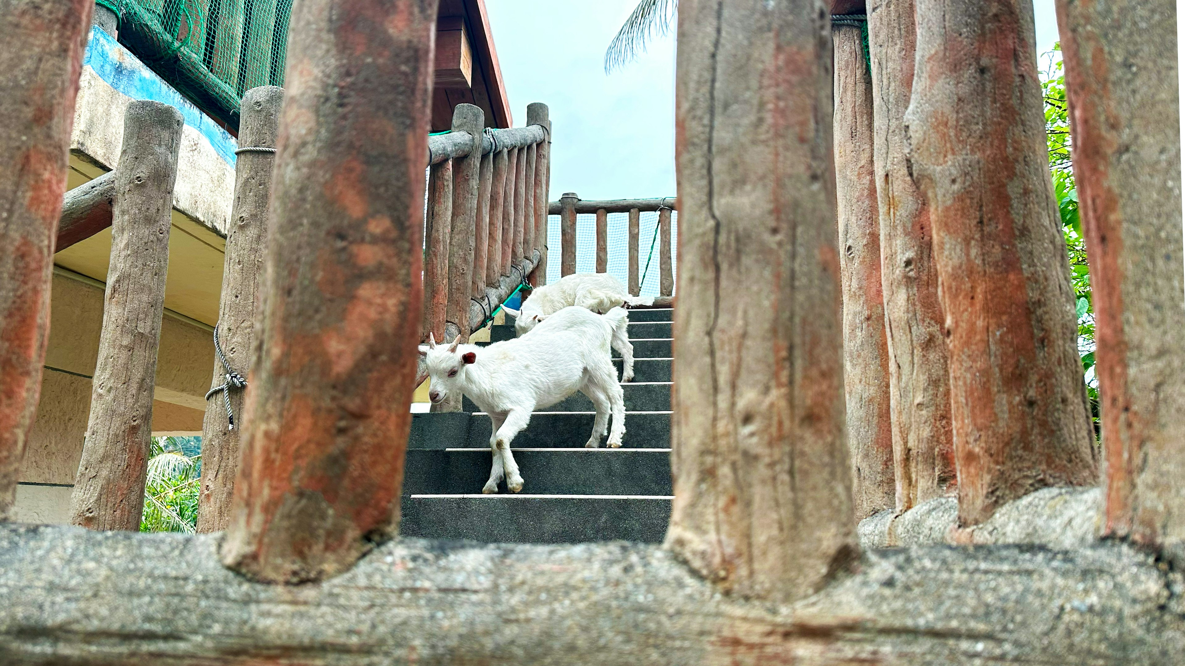 Two white goats climbing wooden stairs with a rustic railing