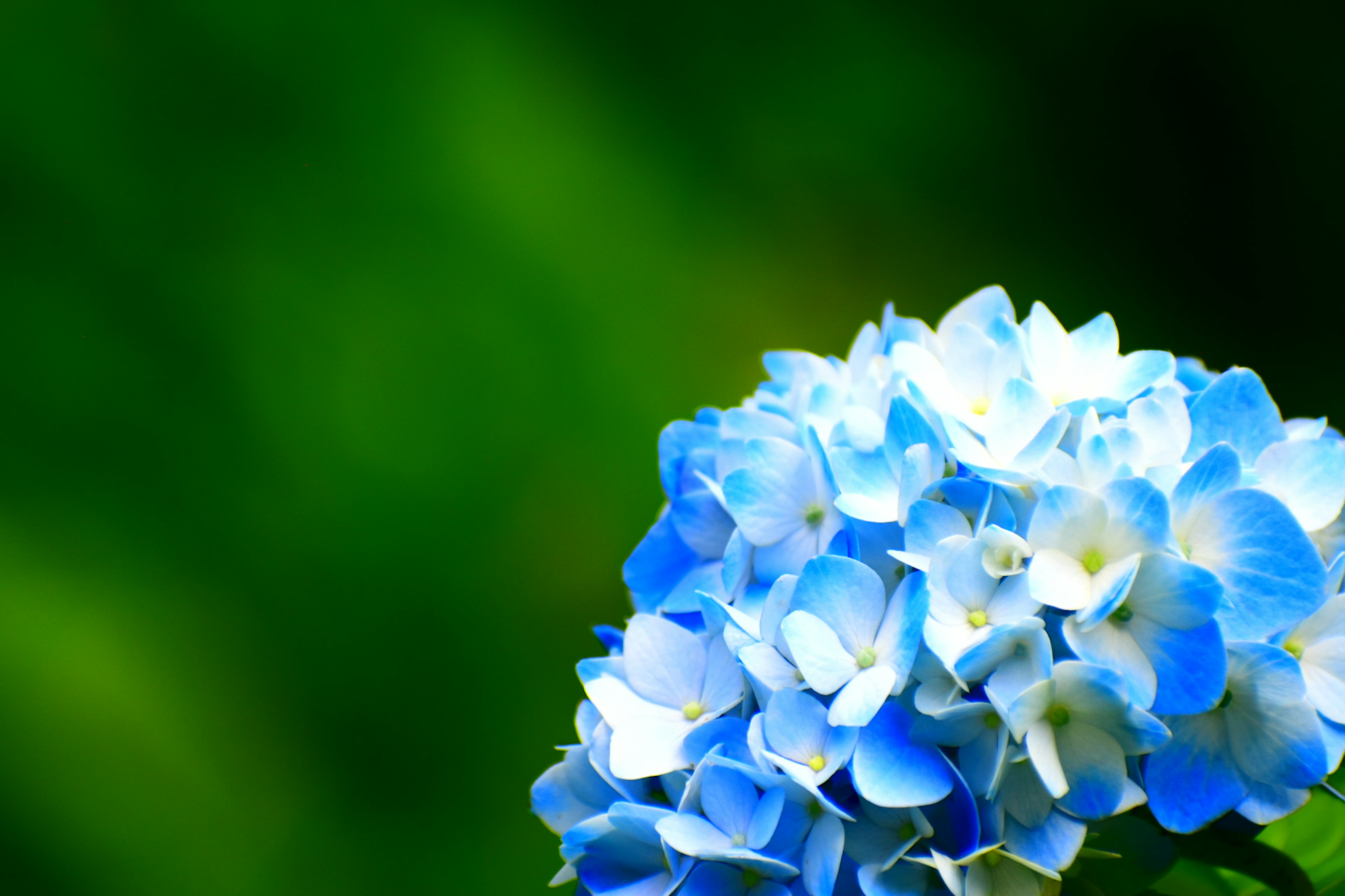 Blue hydrangea flower against a green background