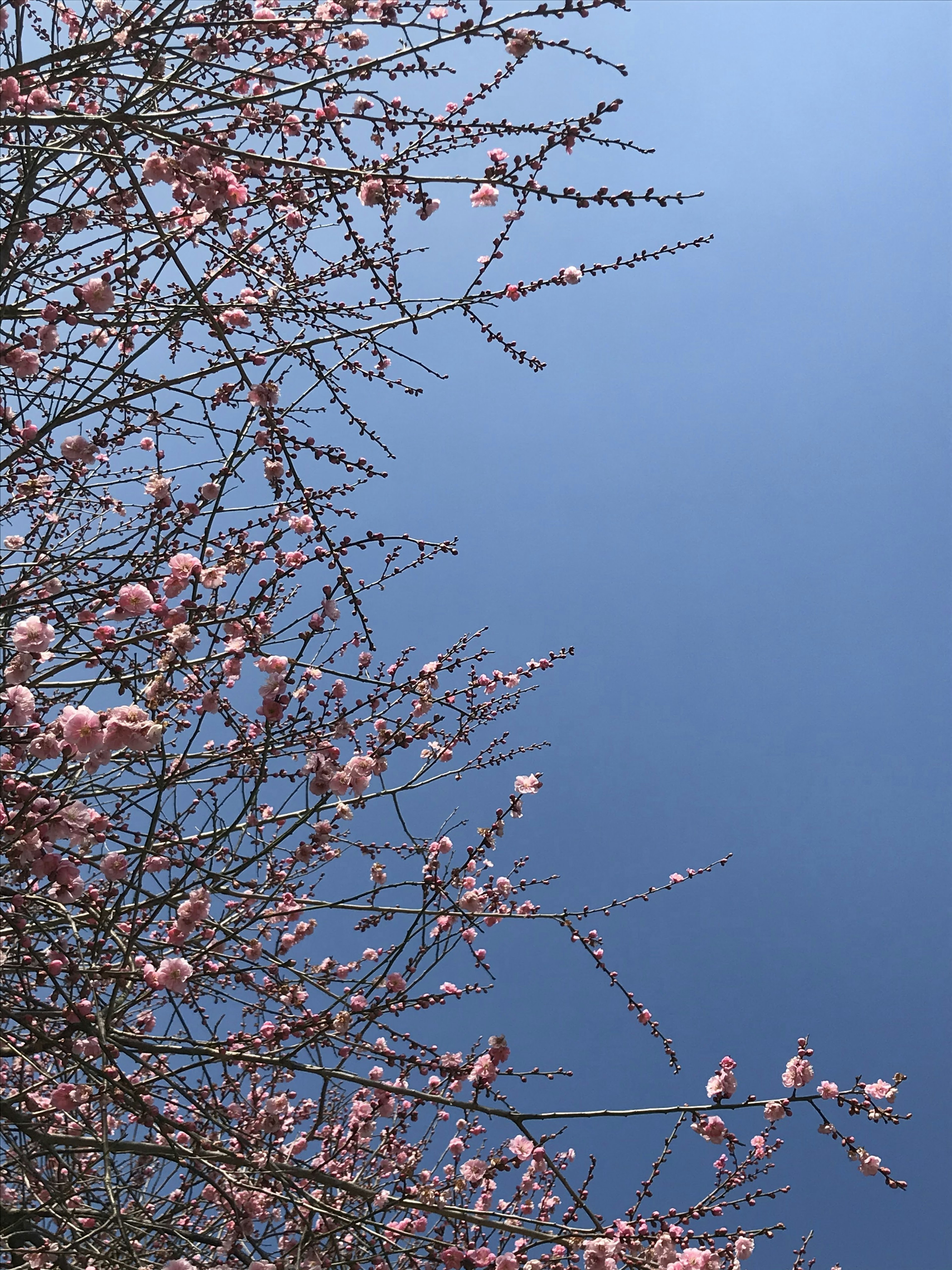 Branches of cherry blossoms against a blue sky