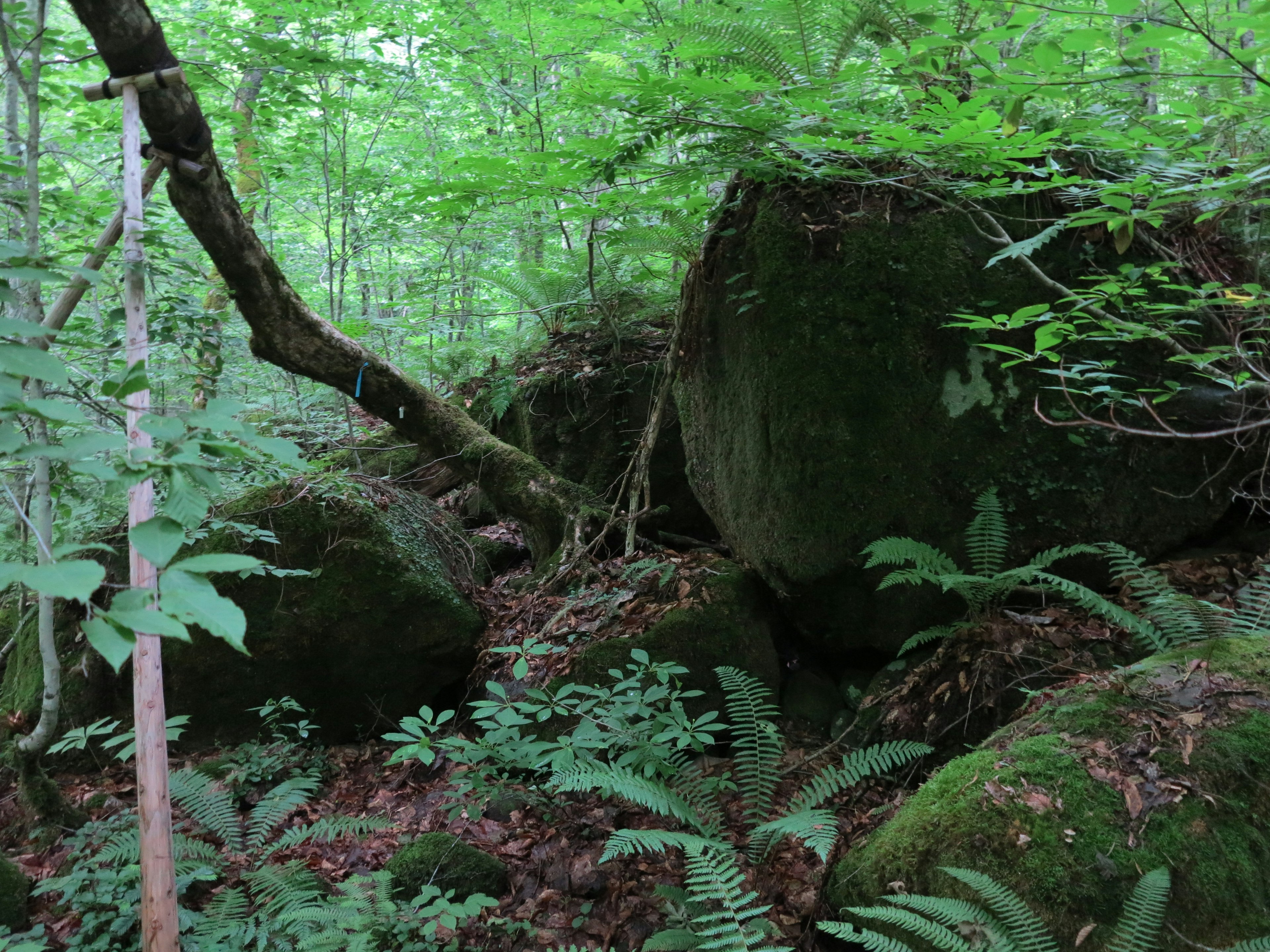 緑豊かな森の中にある大きな岩と木々の風景