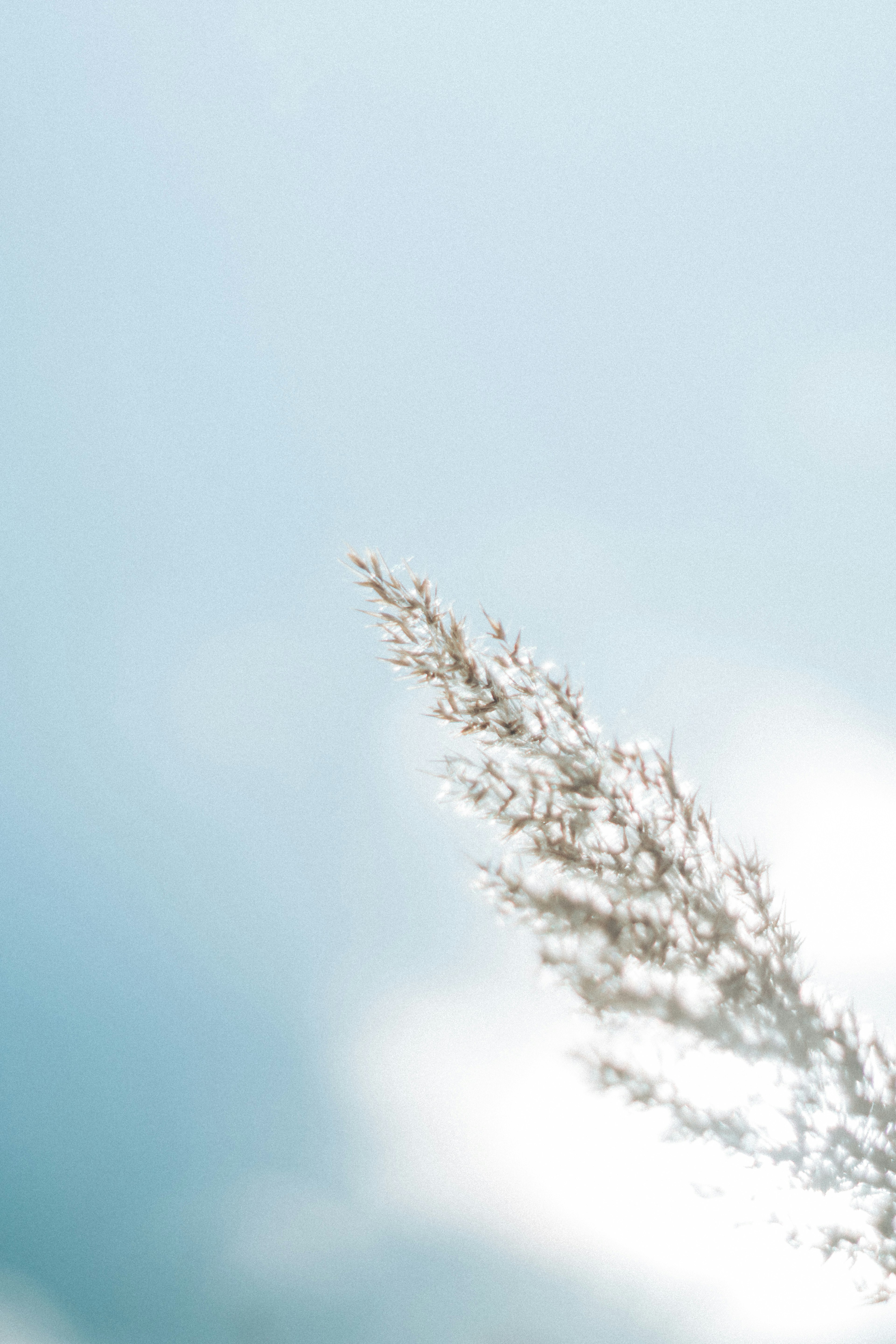 Nahaufnahme einer Pflanze mit Ähren vor blauem Himmel